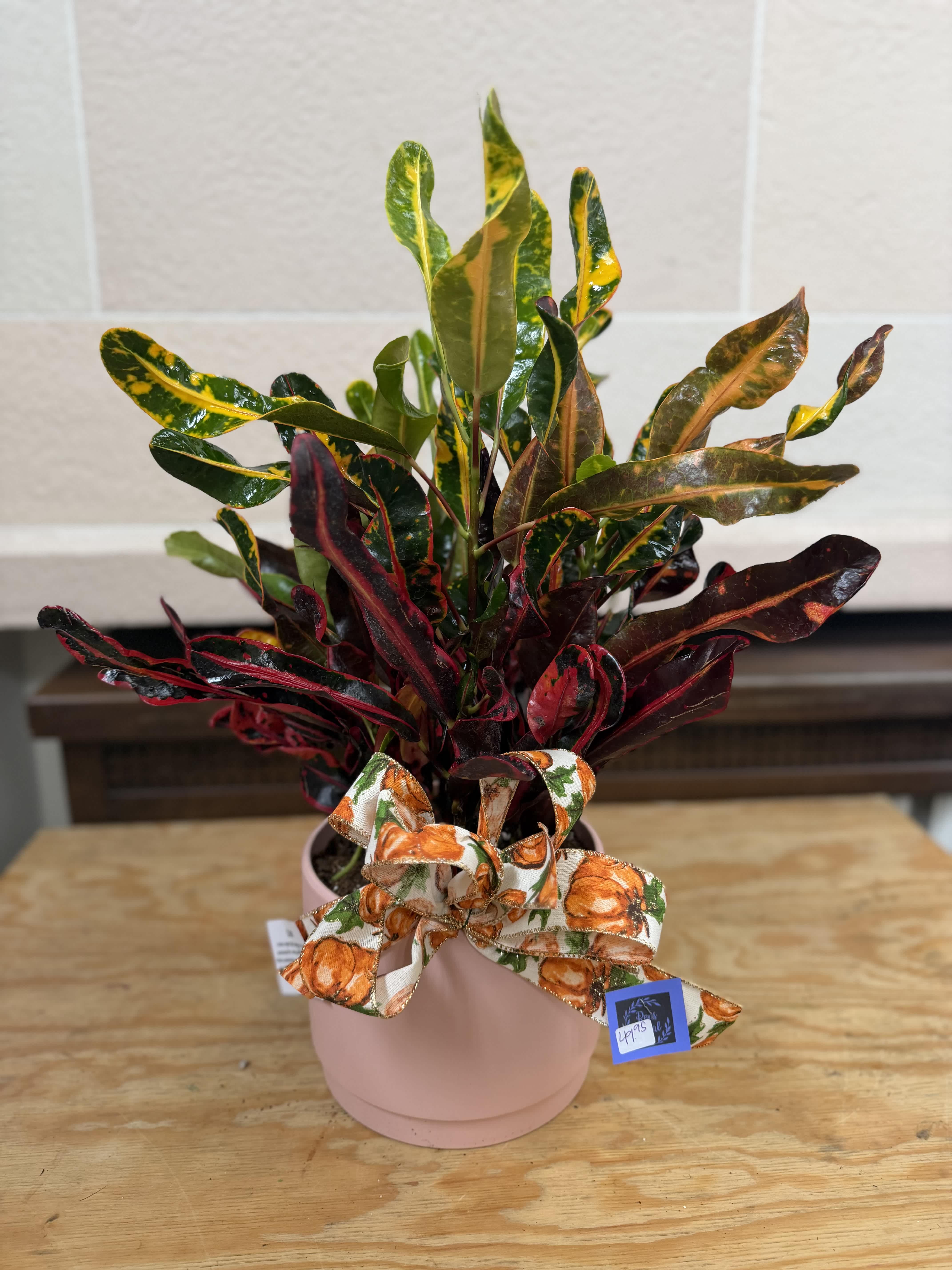 Ceramic Pot Croton - A 6" croton in a pink ceramic pot with a pumpkin bow. 