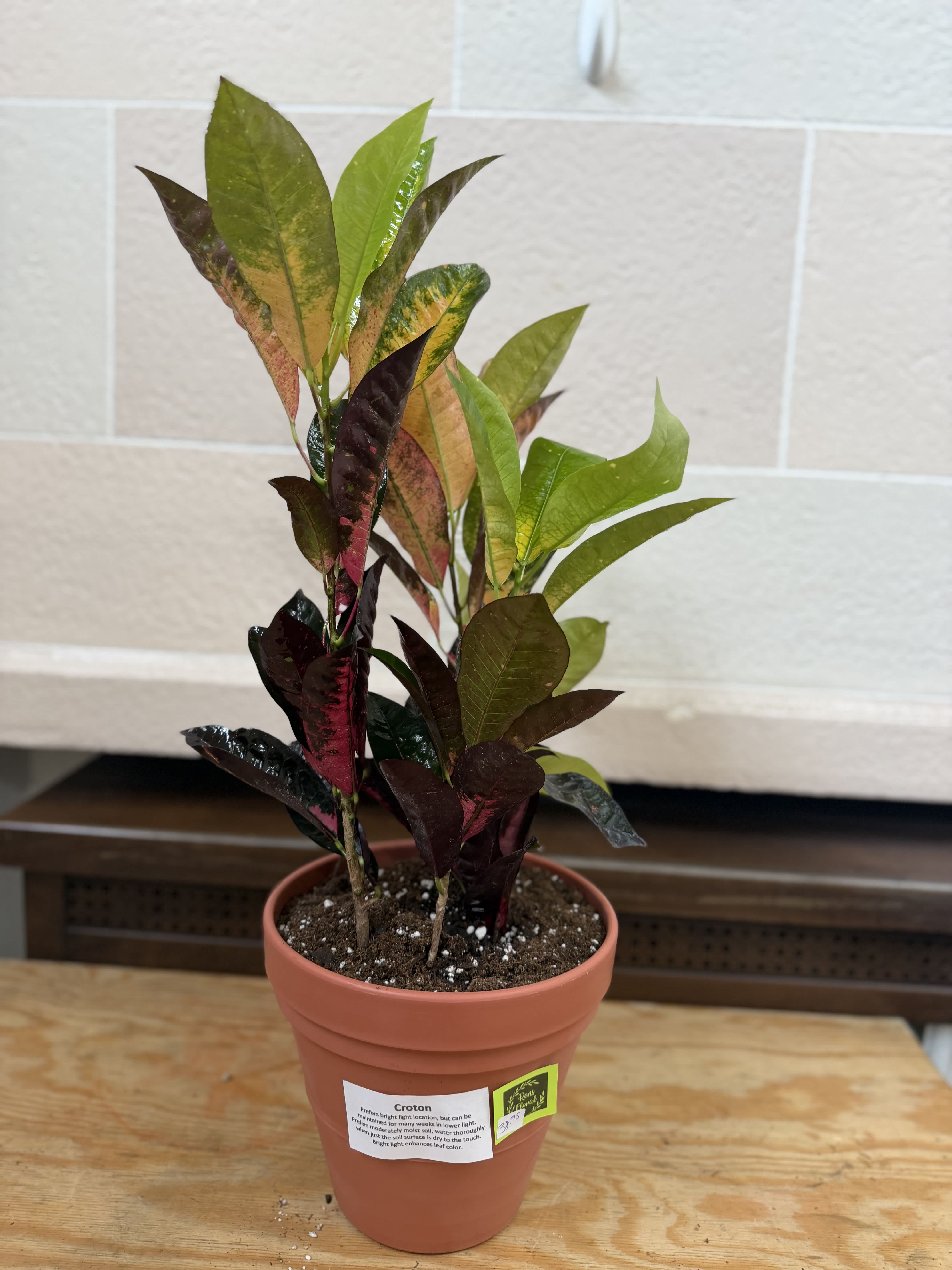 Potted croton plant with multicolored leaves in a terracotta pot