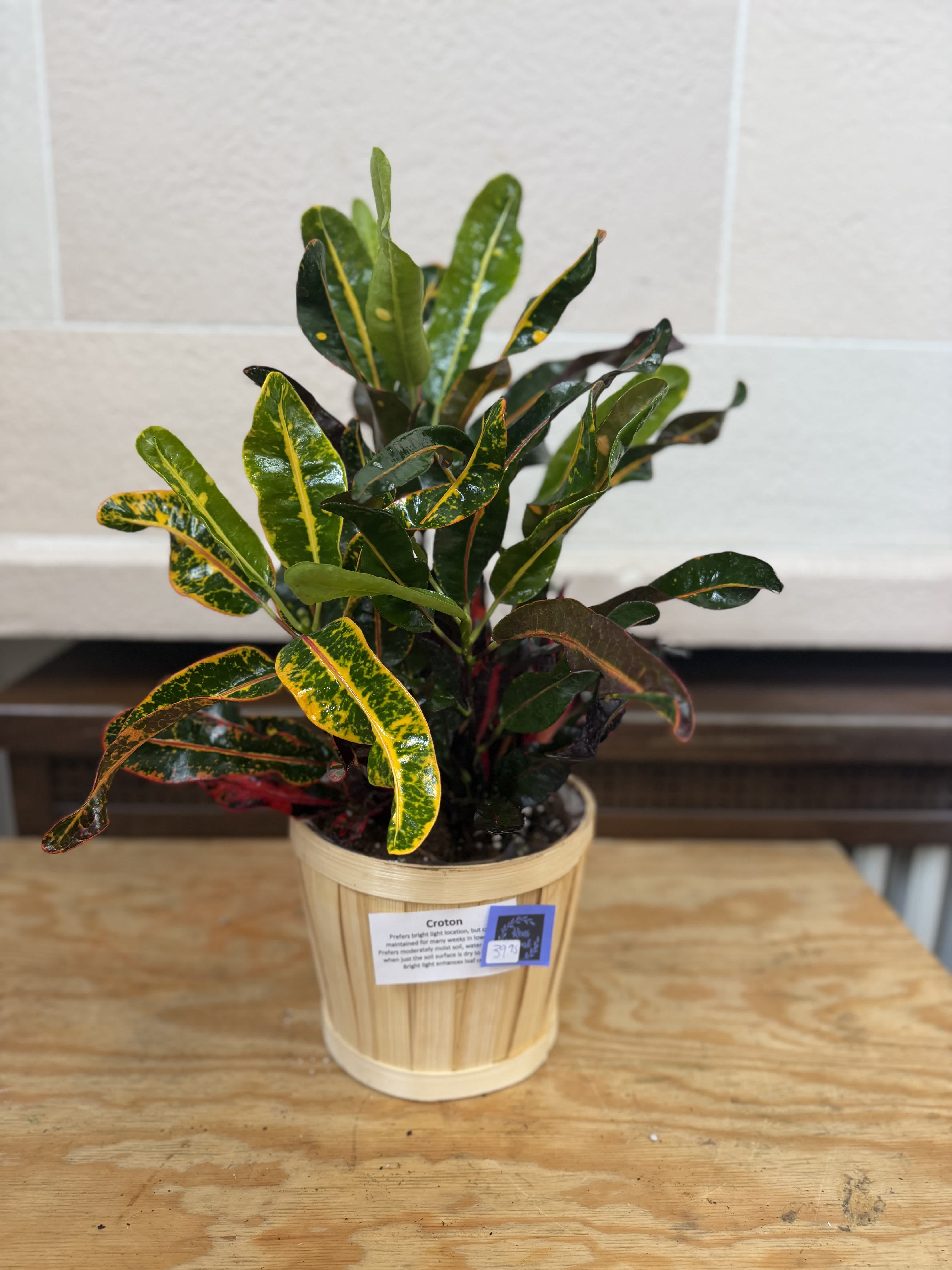 Potted croton plant with variegated green, yellow, and red leaves