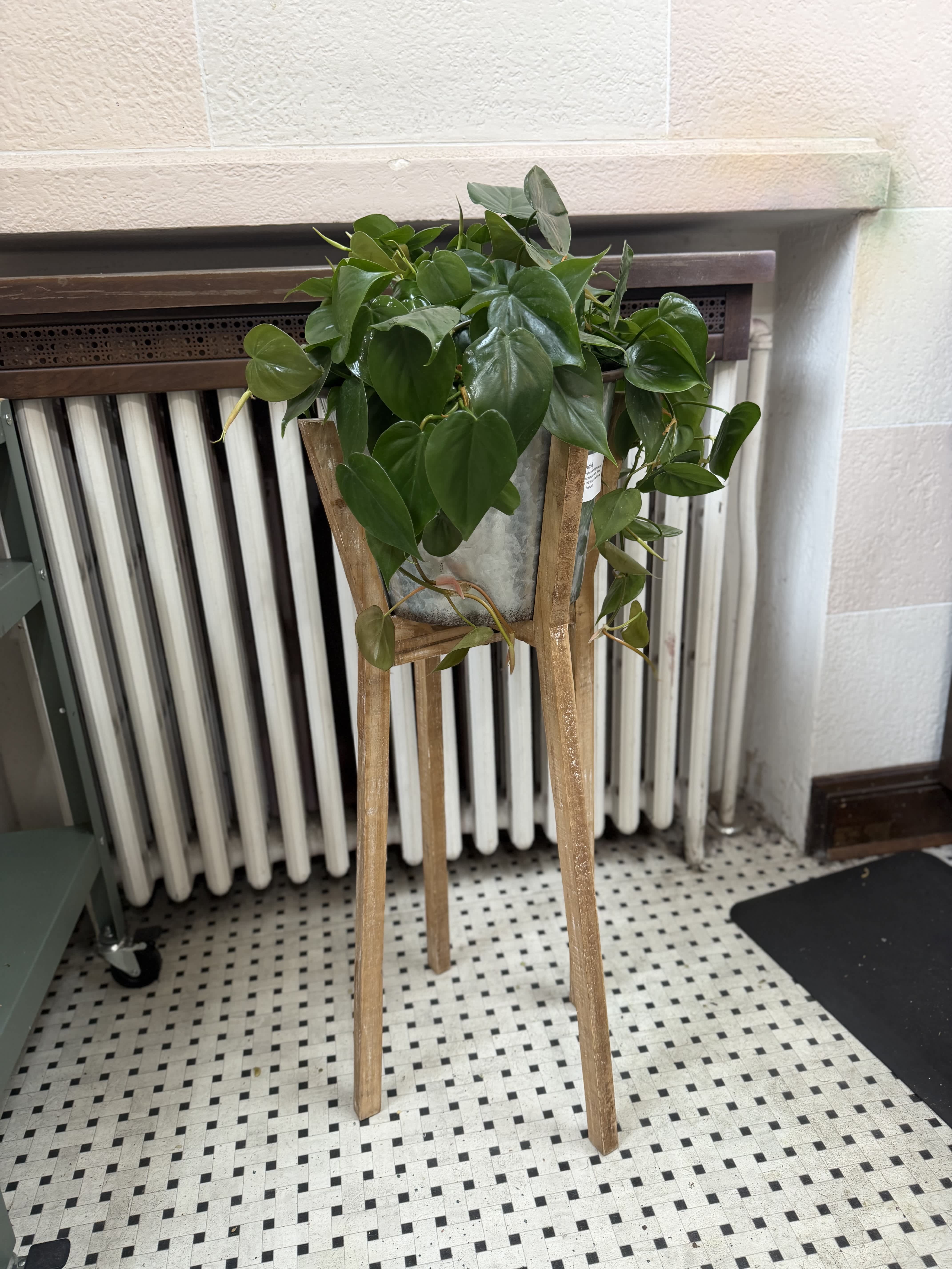 Potted trailing green houseplant on a wooden stand