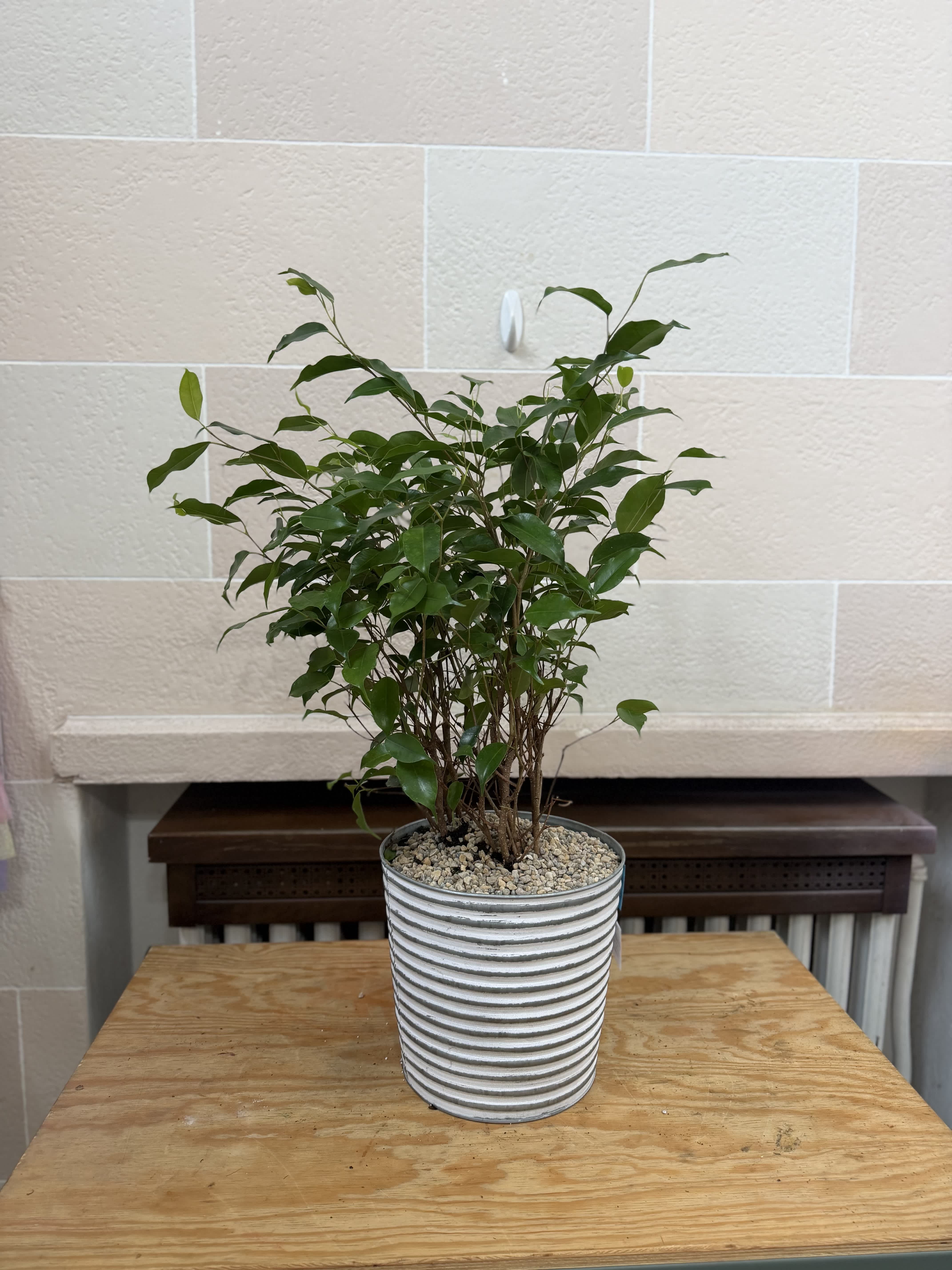Potted green houseplant in a striped ceramic container