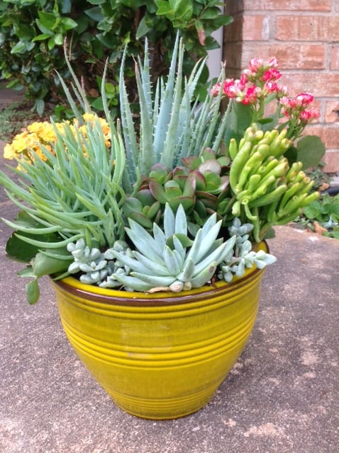 Garden (New Beginning ) - Flowers Included:  4-6 kinds succulent plant with blooming plants.  Also Included:  Ribbon Vase &amp; Greenery