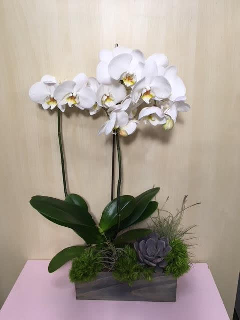 White orchid arrangement in a rectangular planter with moss and a succulent