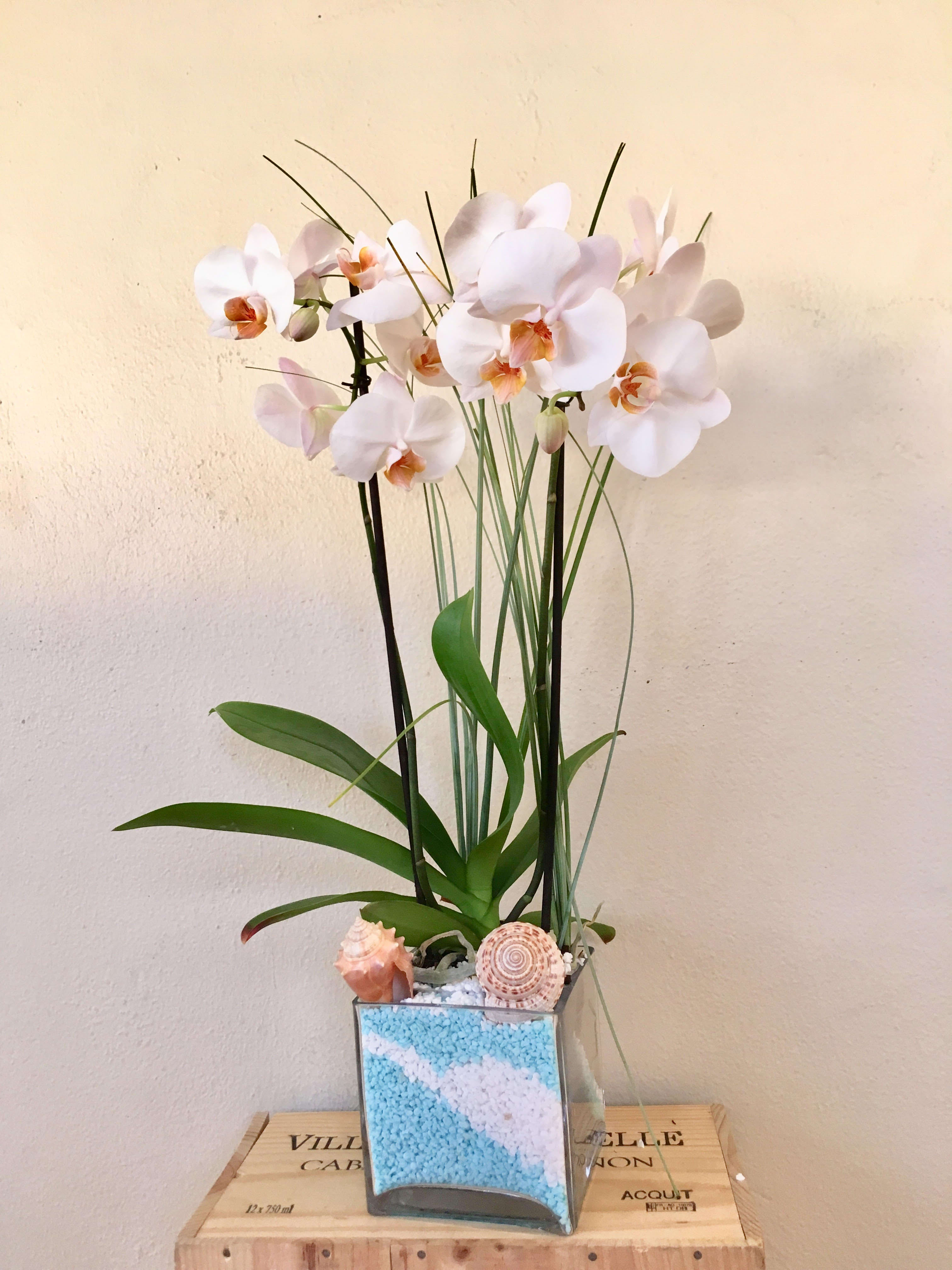 White orchid arrangement in a square glass vase with shells
