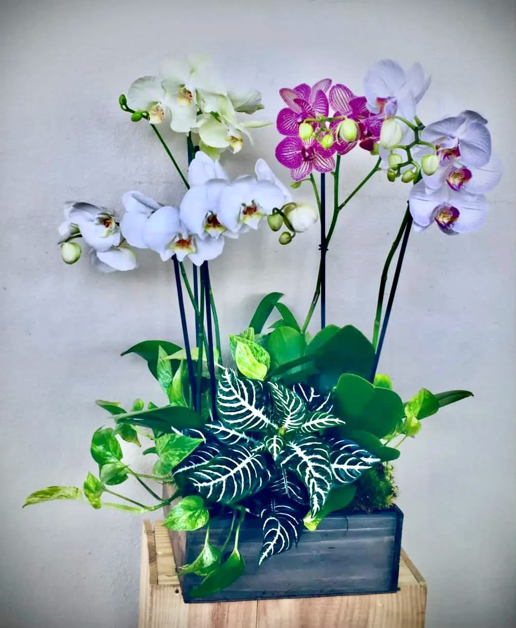 Orchid arrangement in a rectangular planter with green foliage