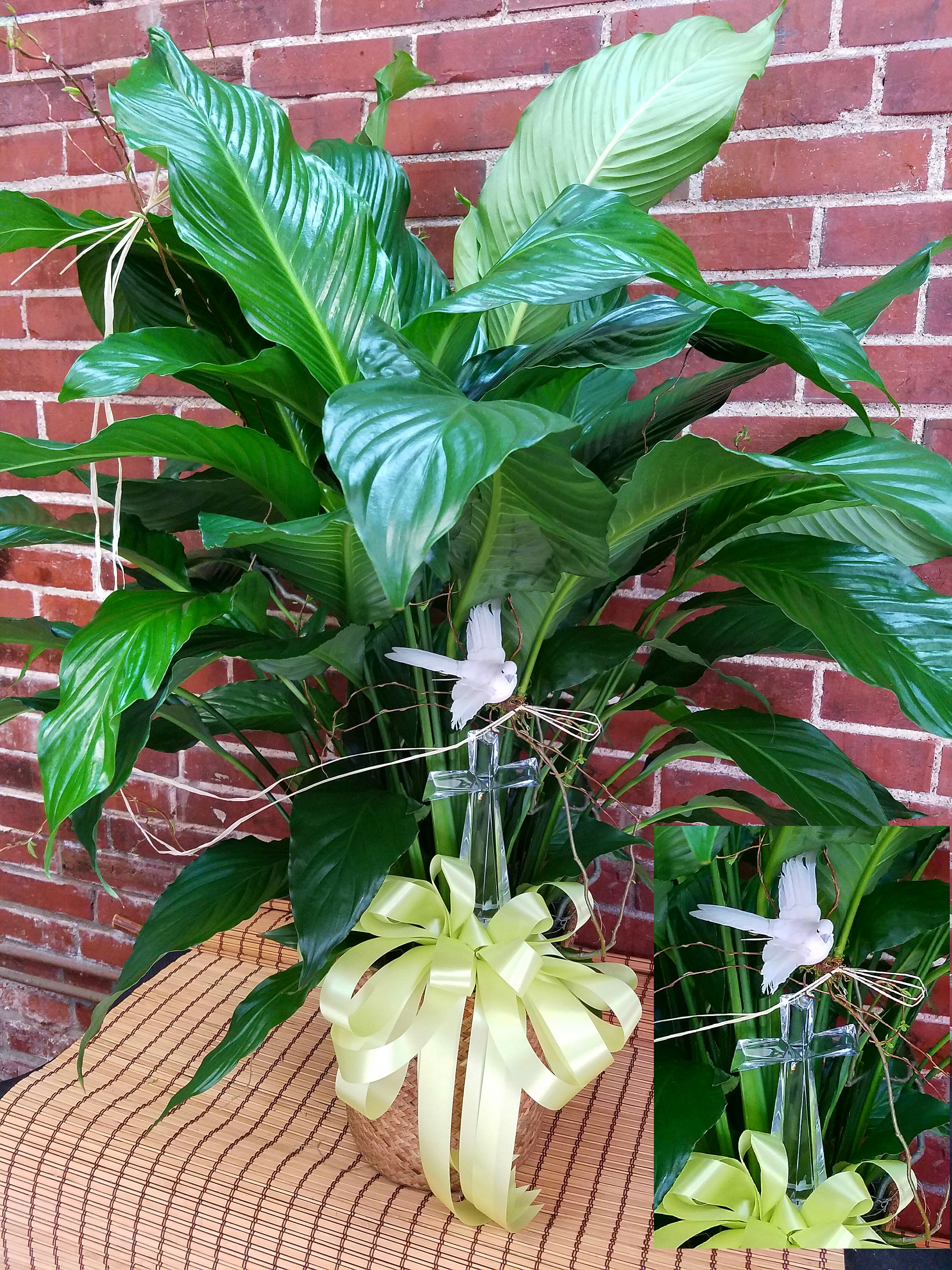 Large green potted plant with a white dove and clear cross decoration