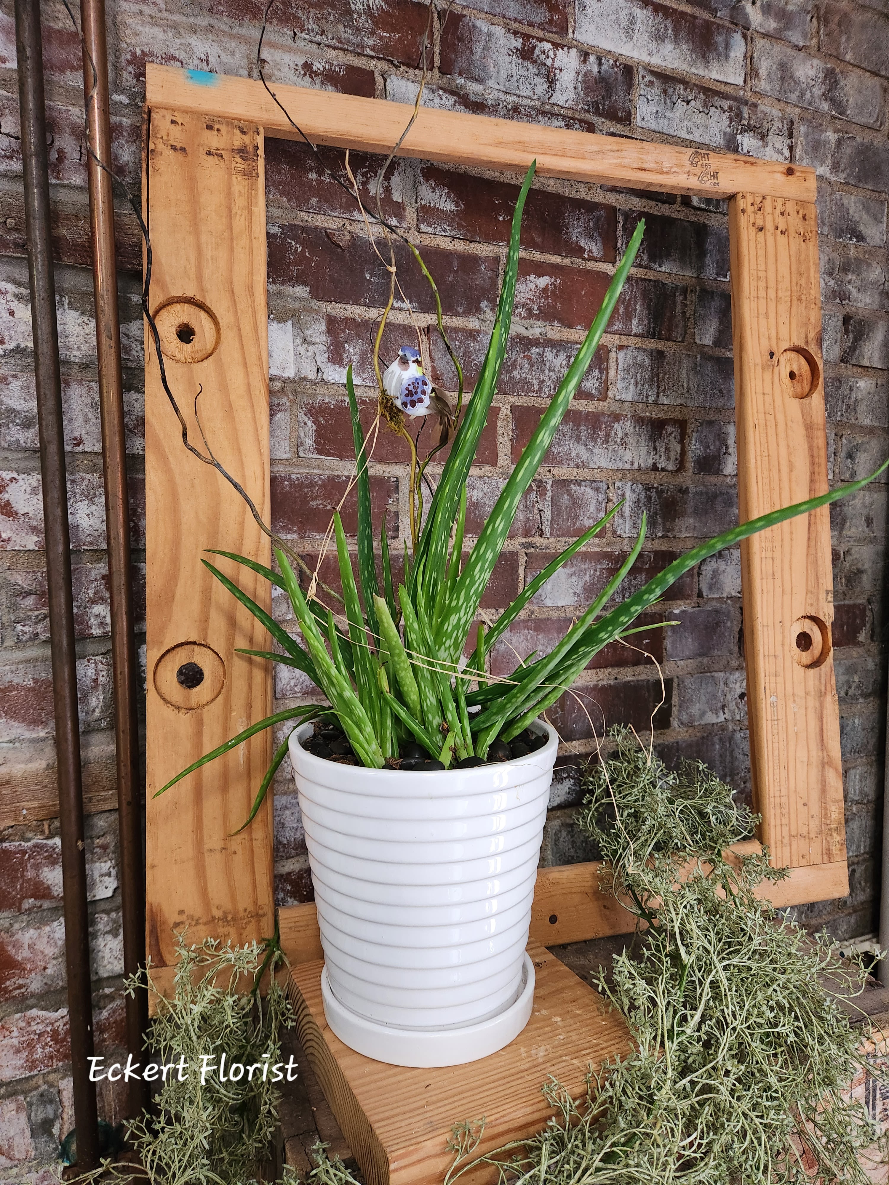 Potted aloe plant in a white ribbed container