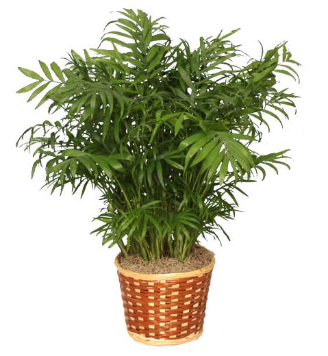 Potted palm plant in a woven basket planter