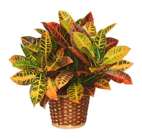 Potted croton plant with multicolored leaves in a woven basket