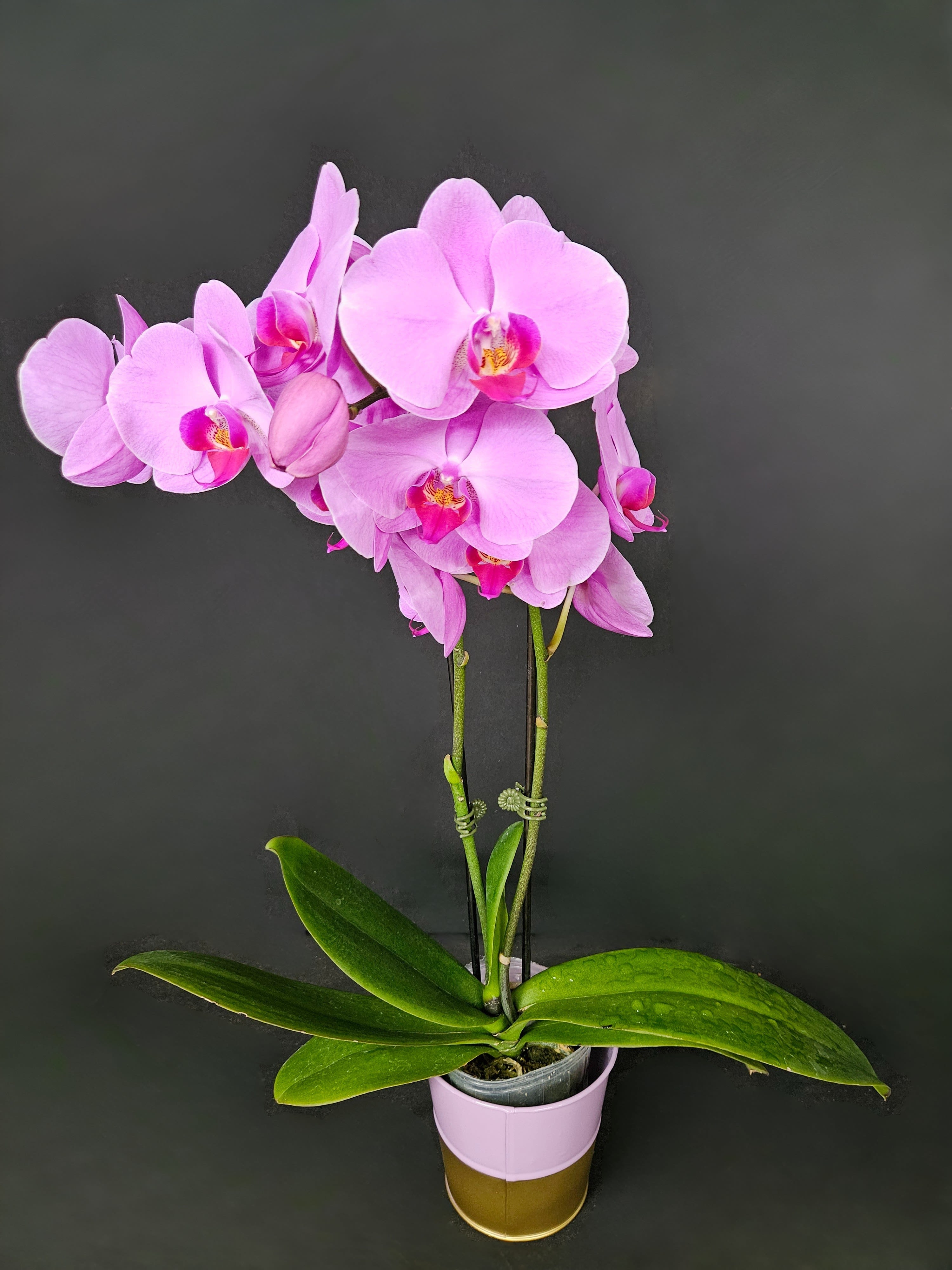 Pink orchid plant in a decorative pot
