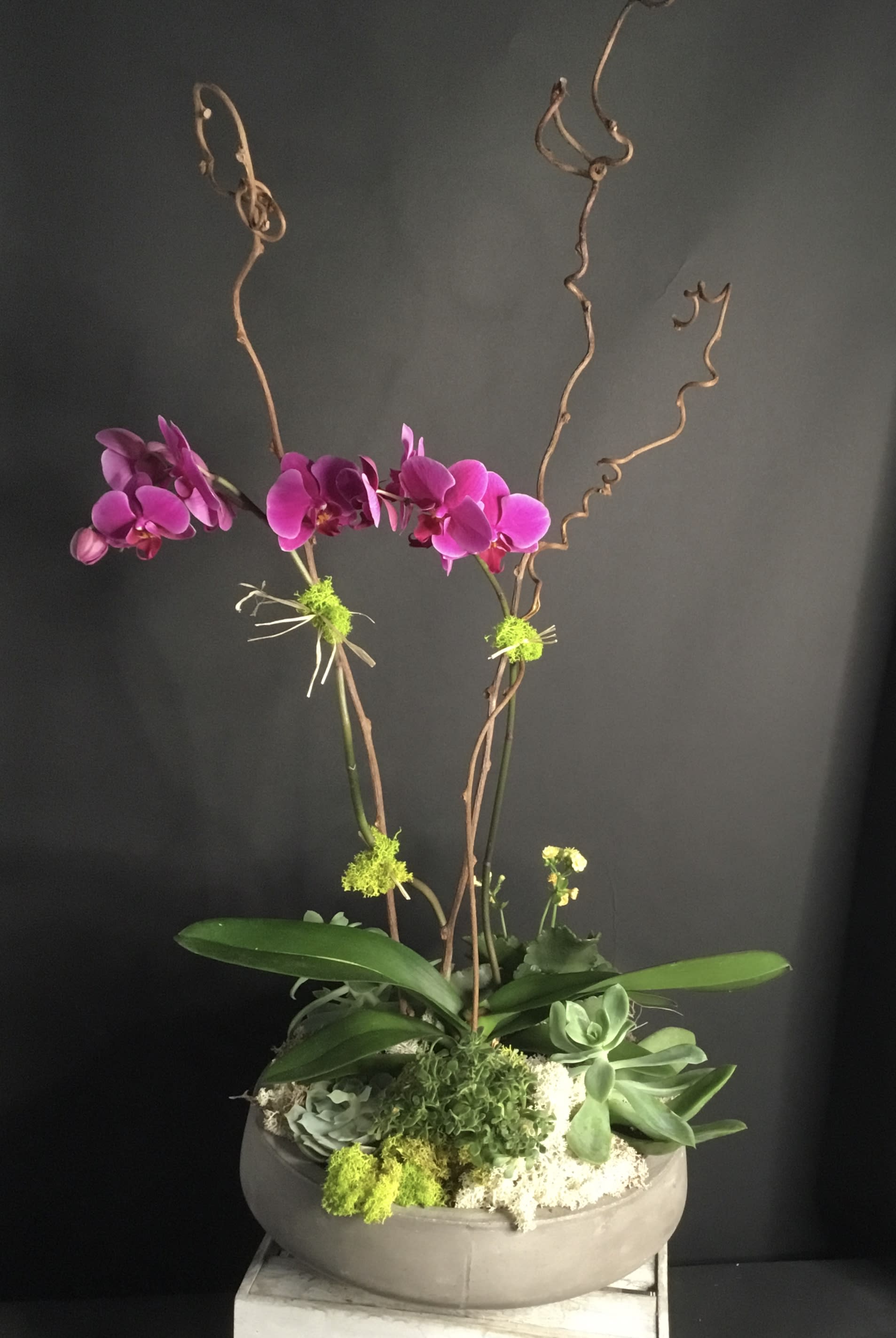 Pink orchids in a low planter with succulents and curly branches