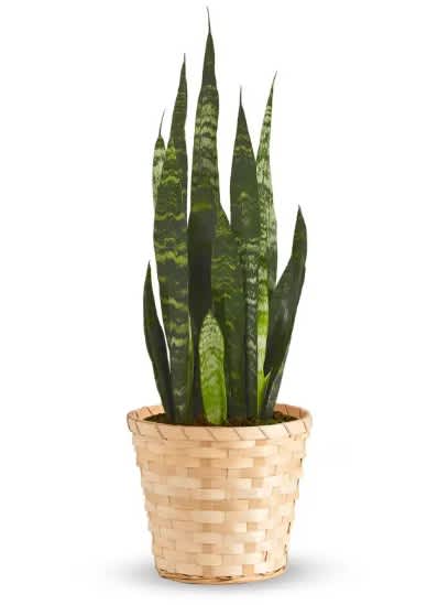 Potted snake plant in a woven basket planter