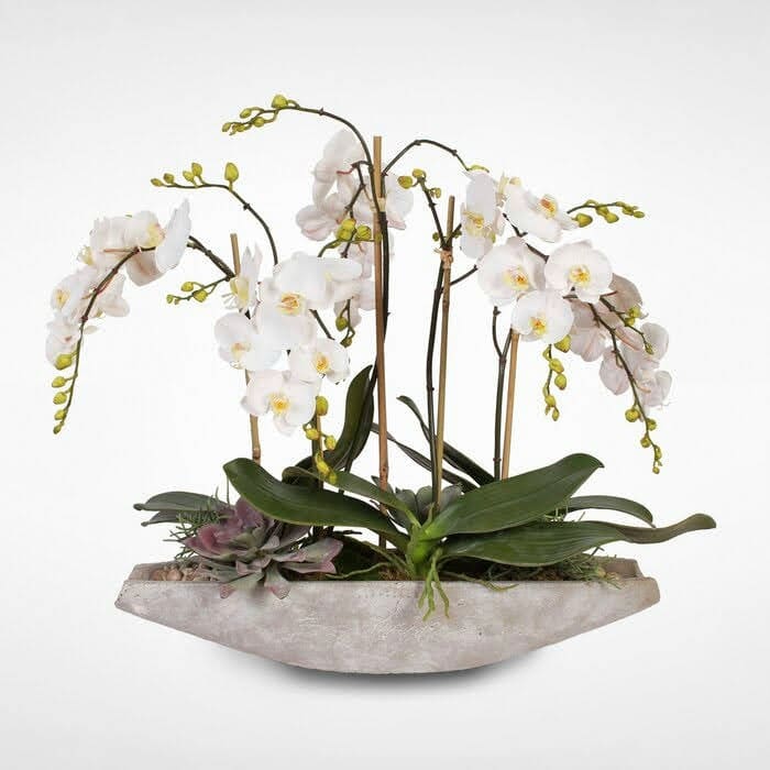 A Voyage Orchids  - A gorgeous arrangement featuring a multi-stemmed Phalaenopsis orchid plant blessed with a cascade of heavenly white flowers. It rests in a stylish ceramic vase decorated natural rocks and two succulents