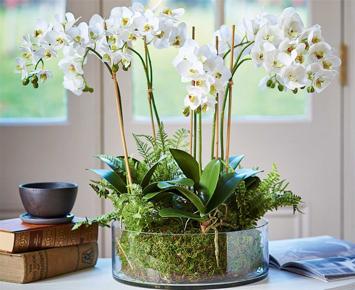 Organic Style Orchids  - An impressive orchid arrangement that showcases a five of gorgeous phalaenopsis blooming in white.  This large-scale arrangement is nestled in an elegant glass vase with fresh moss and natural greens for ground cover.