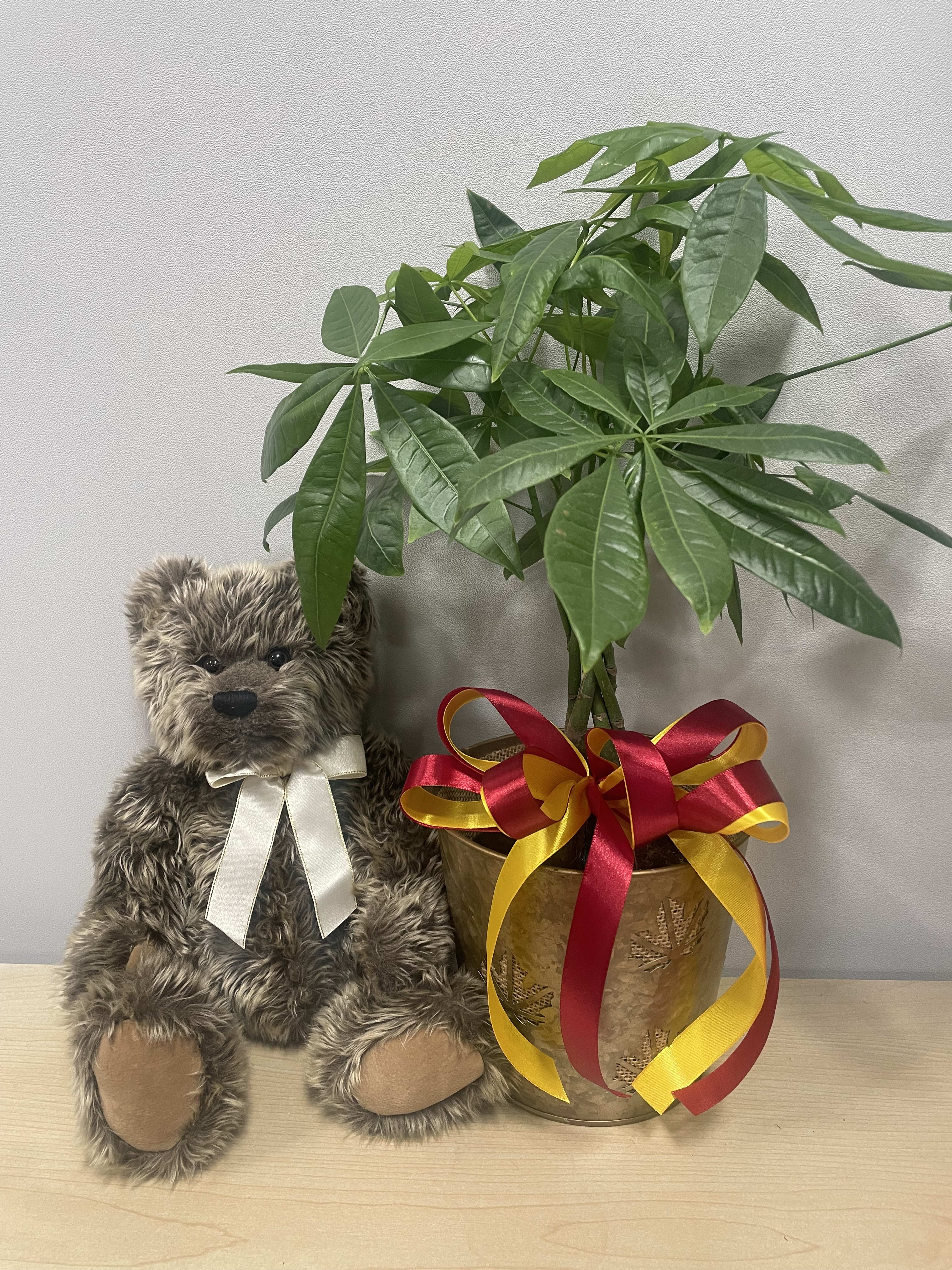 Tall Money Tree &amp; Bear - As shown 