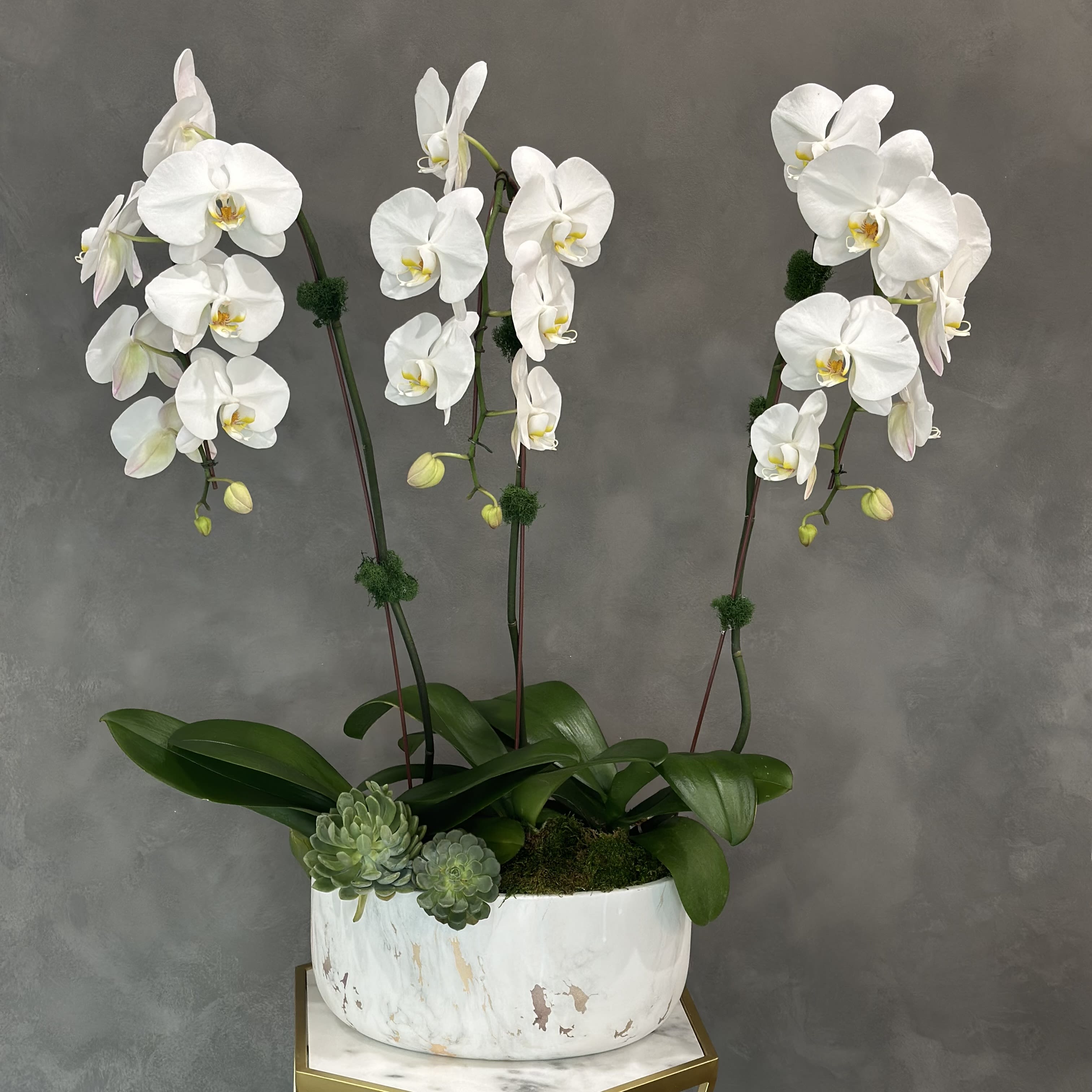 White orchids in a white planter with succulents