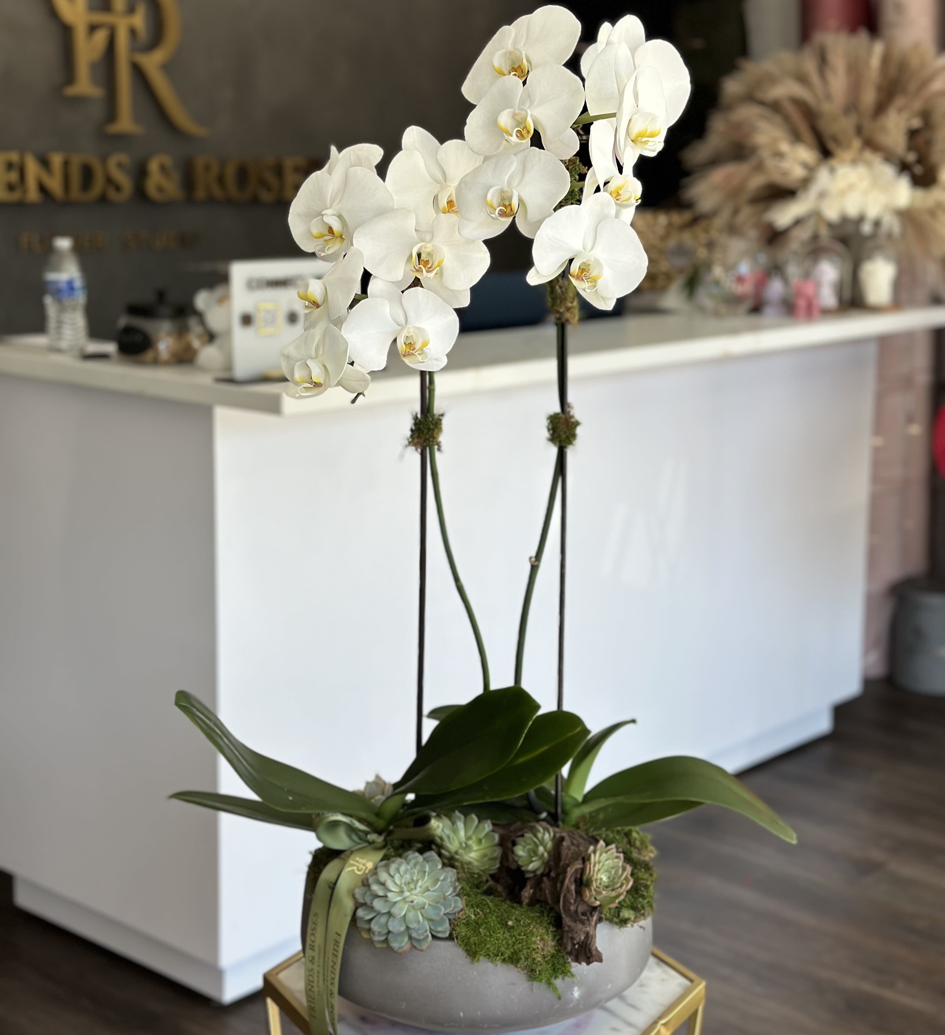 White orchids in a planter with succulents and moss