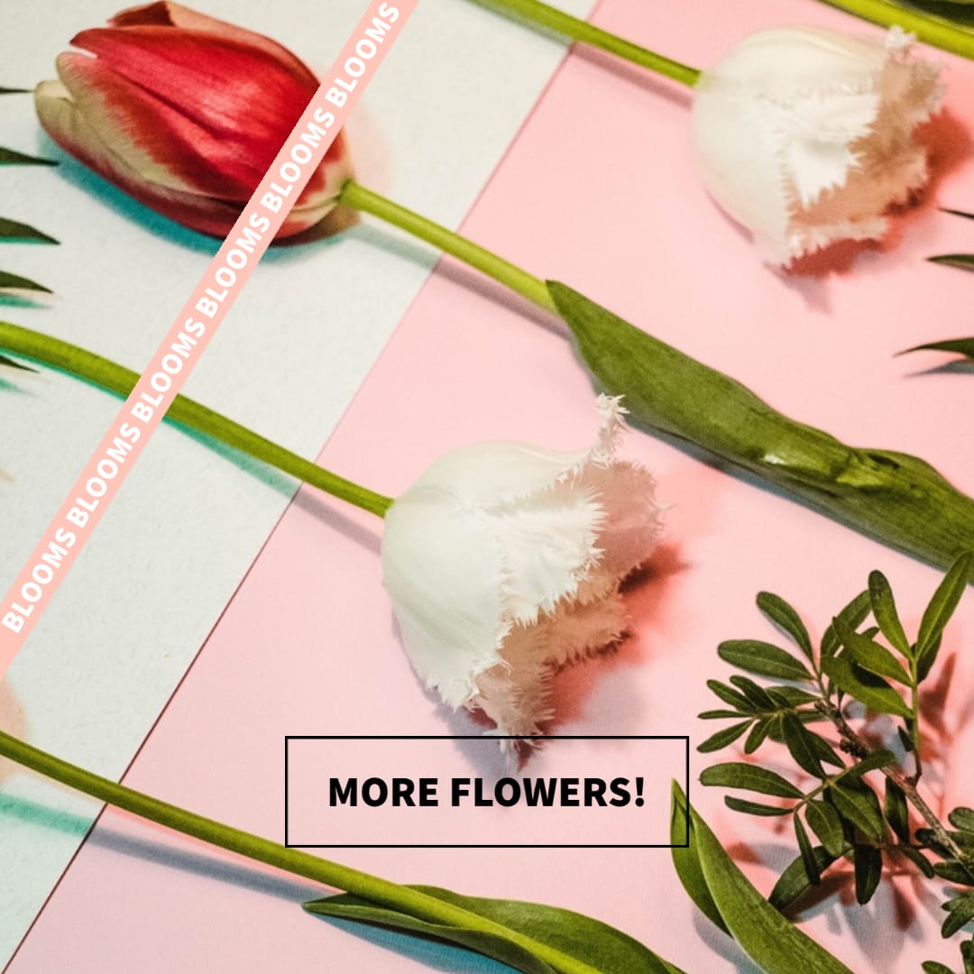 Single Stem Flower - Single stem of the most beautiful flowers we have in the cooler. Designers choice on flower and color. If you have a preference please add in the special instructions area 