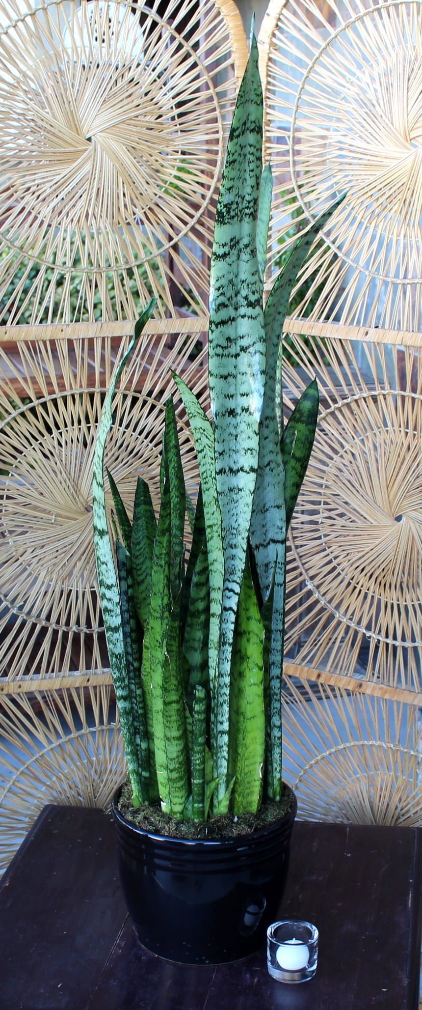 Snake Plant - A hearty snake plant potted in ceramic pot.