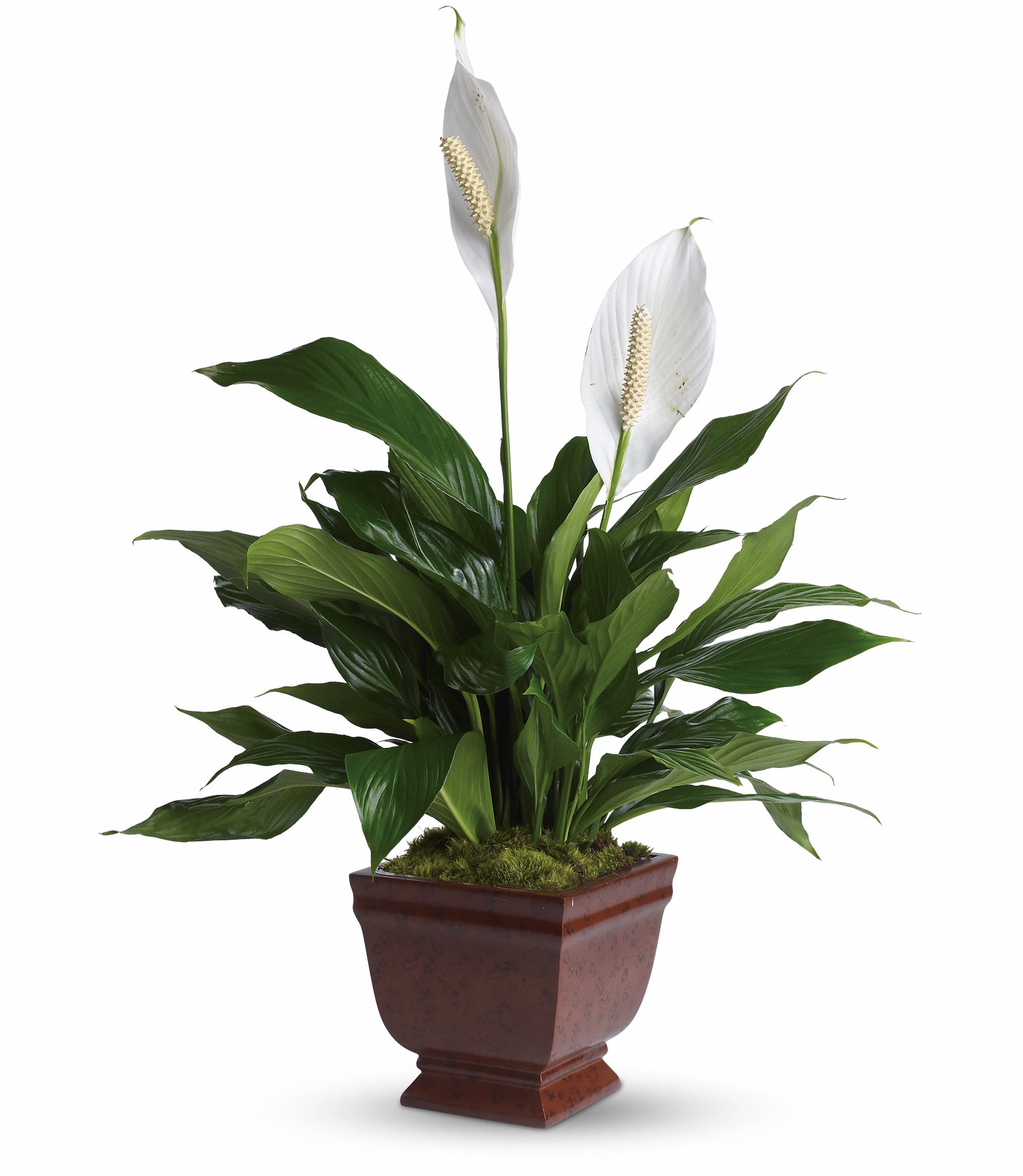 Potted peace lily with white blooms in a brown planter