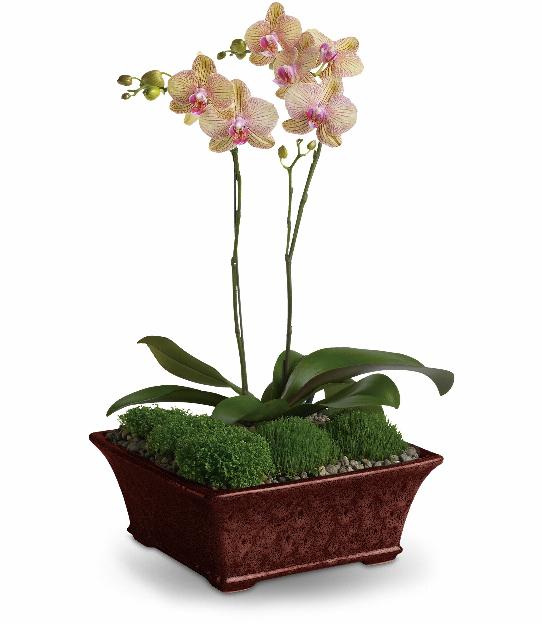 Potted orchid arrangement with pink blooms in a rectangular planter