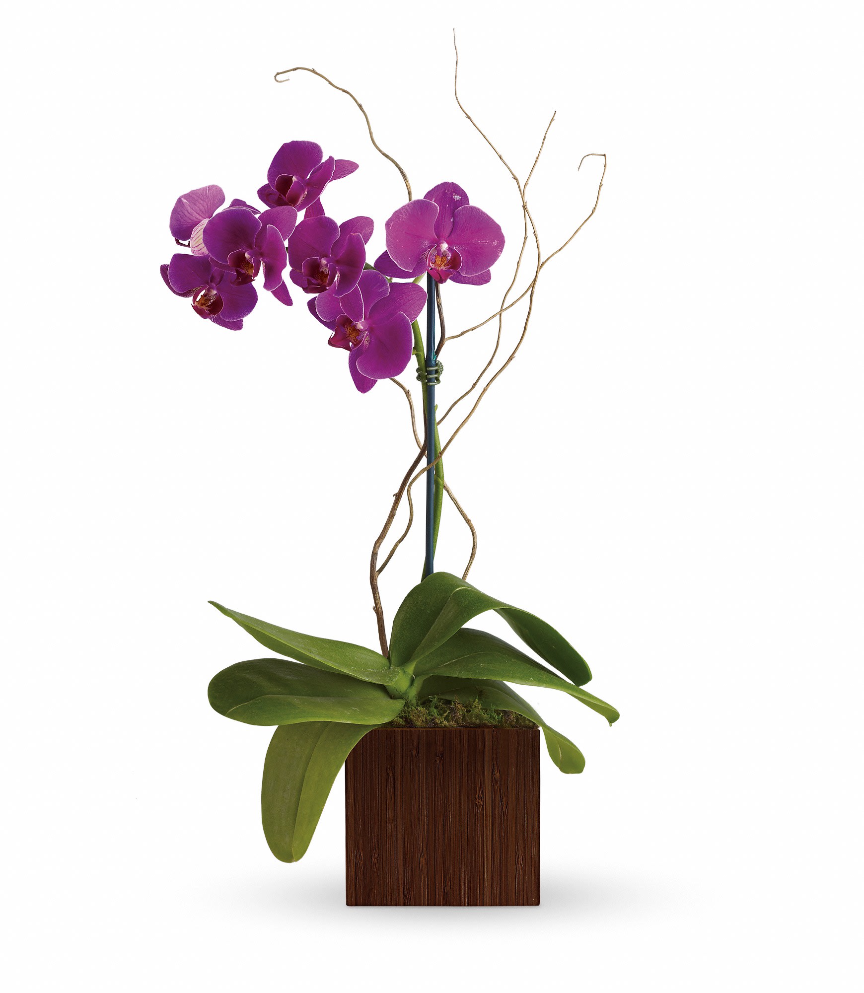 Purple orchid plant in a square wooden planter