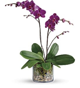 T's Purple Orchid - Show your love for a special someone with this glorious living gift. Simply presented in a clear glass cylinder, these alluring purple phalaenopsis orchids add natural elegance to any environment. A purple phalaenopsis orchid is arranged with natural river rocks and sheet moss. Delivered in a cylinder vase. Approximately 22" W x 26" H
