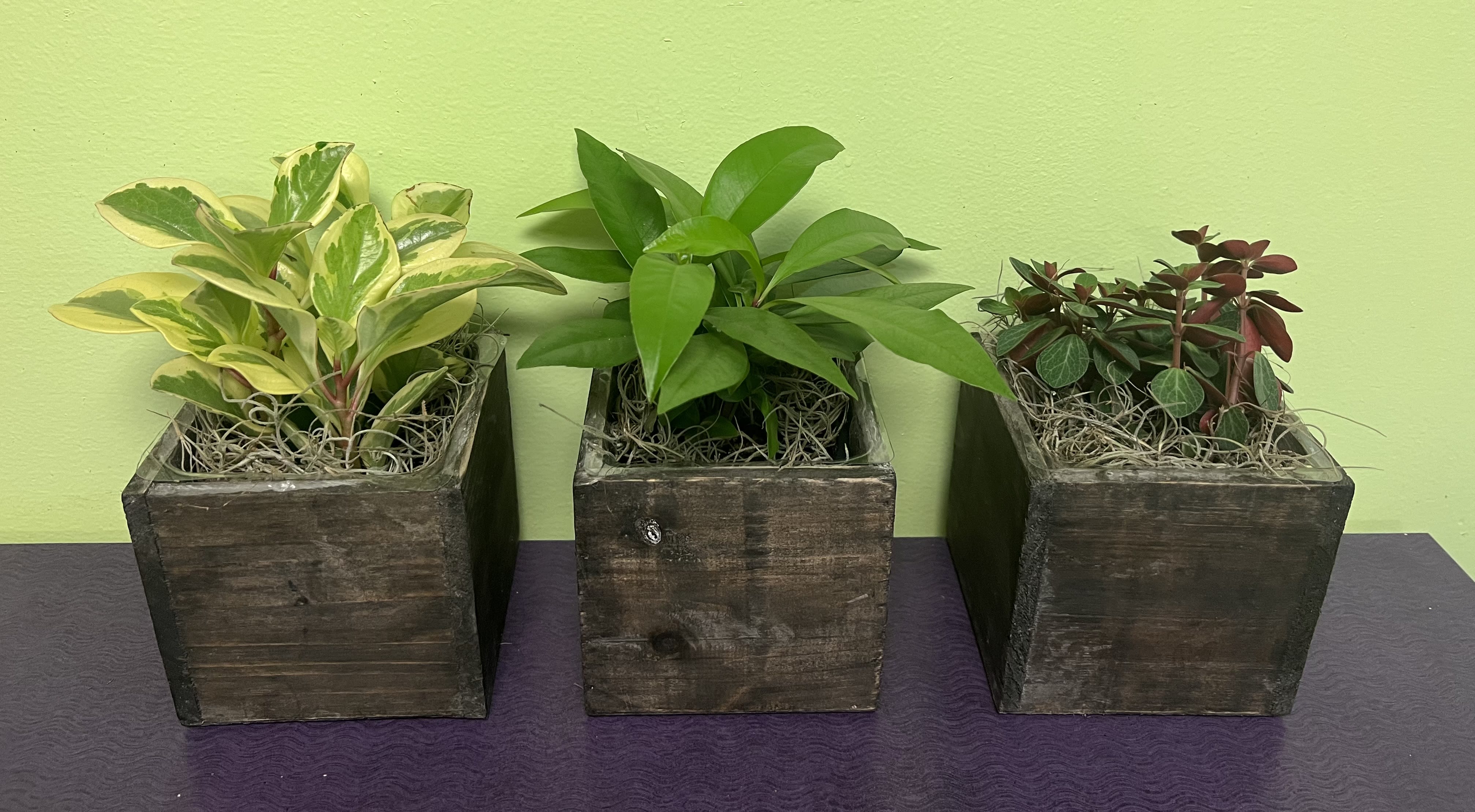 Wooden Box Planter (One Plant) - These planters have a great rustic look to them. They are 4 inches by 4 inches and stand about 8 inches with the plants which make them a great size for a simple token of appreciation. Any plant collector would love this new addition. You will receive one bow with one assorted plant inside. 