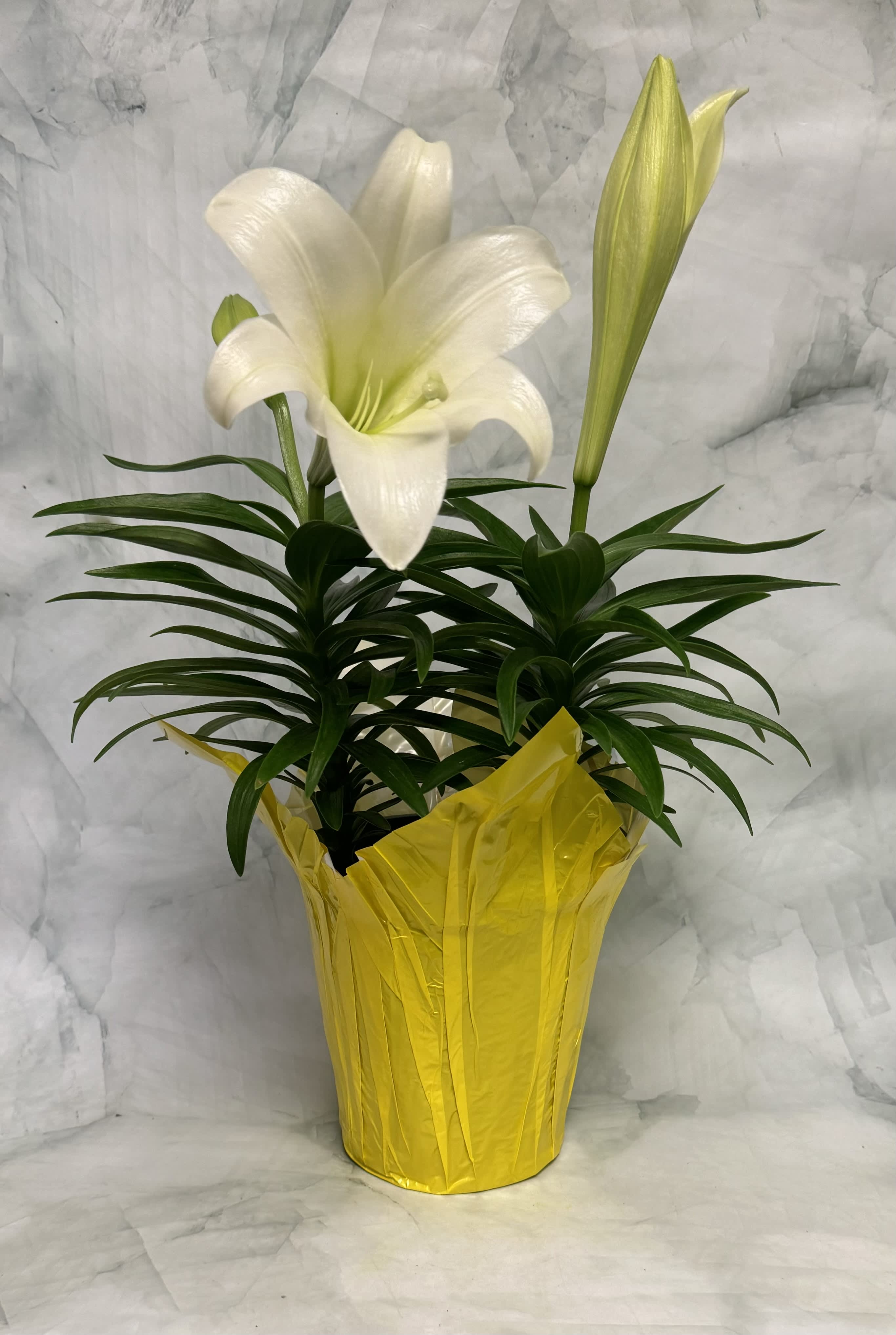 Easter Lily  - The perfect plant for Easter. Celebrate this wonderful time of year with this stunning plant. The Plant is in a 6 and a half inch pot size and stands about 2 feet tall.
