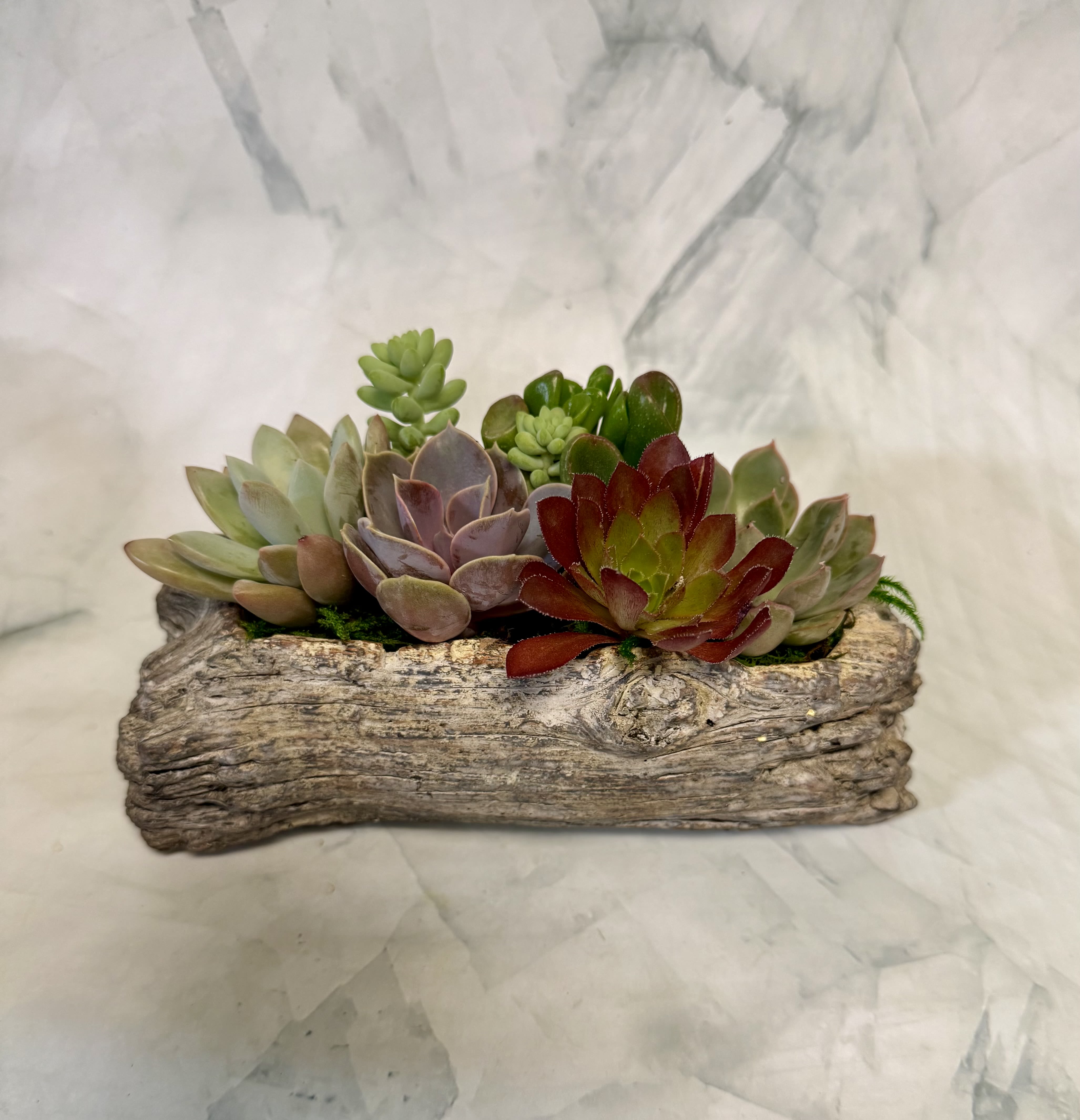 Concrete Log Succulent Garden - A low, horizontal display of assorted succulents planted in a rustic driftwood concrete planter makes a quiet, modern-rustic gift perfect for housewarming or as a thoughtful "thinking of you" present. This succulent arrangement, styled as a tabletop centerpiece, reads as an easy-care alternative to cut flowers-ideal for someone who appreciates natural texture, muted greens, dusty lavender, and touches of deep red for contrast.  The cluster includes varied succulent rosettes and shapes set closely together in a long driftwood concrete container, creating layered visual interest and a tactile mix of smooth, plump leaves and sculptural forms. Because it's planted rather than cut, it's a lasting decorative piece that suits mantels, coffee tables, or desk displays; minimal watering and bright, indirect light will keep the succulents healthy. Available in a long, low format, this arrangement ships ready to display and makes a low-maintenance, stylish gift that will make the recipient feel seen and cared for.