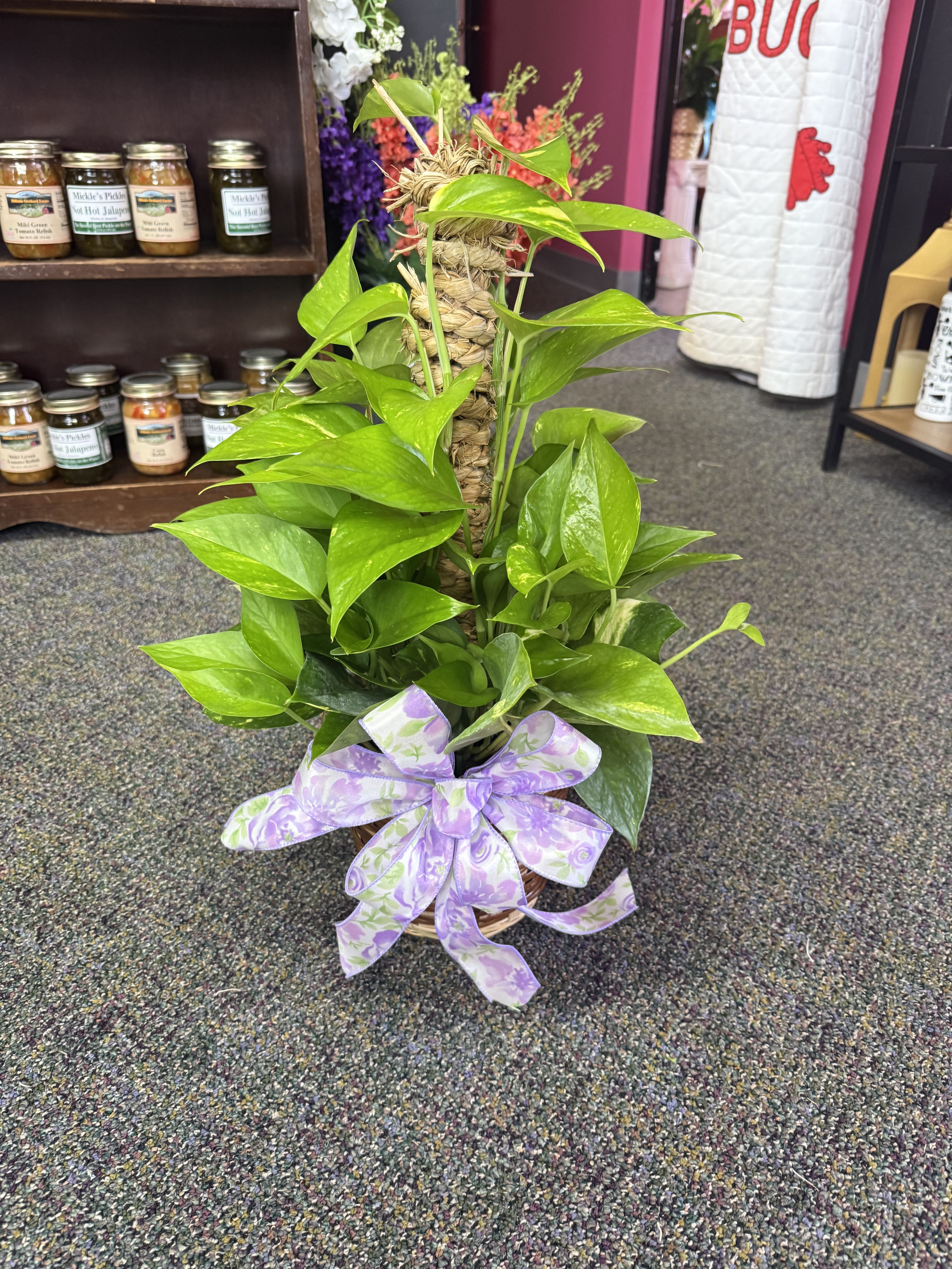 Potted pothos plant with a purple ribbon bow