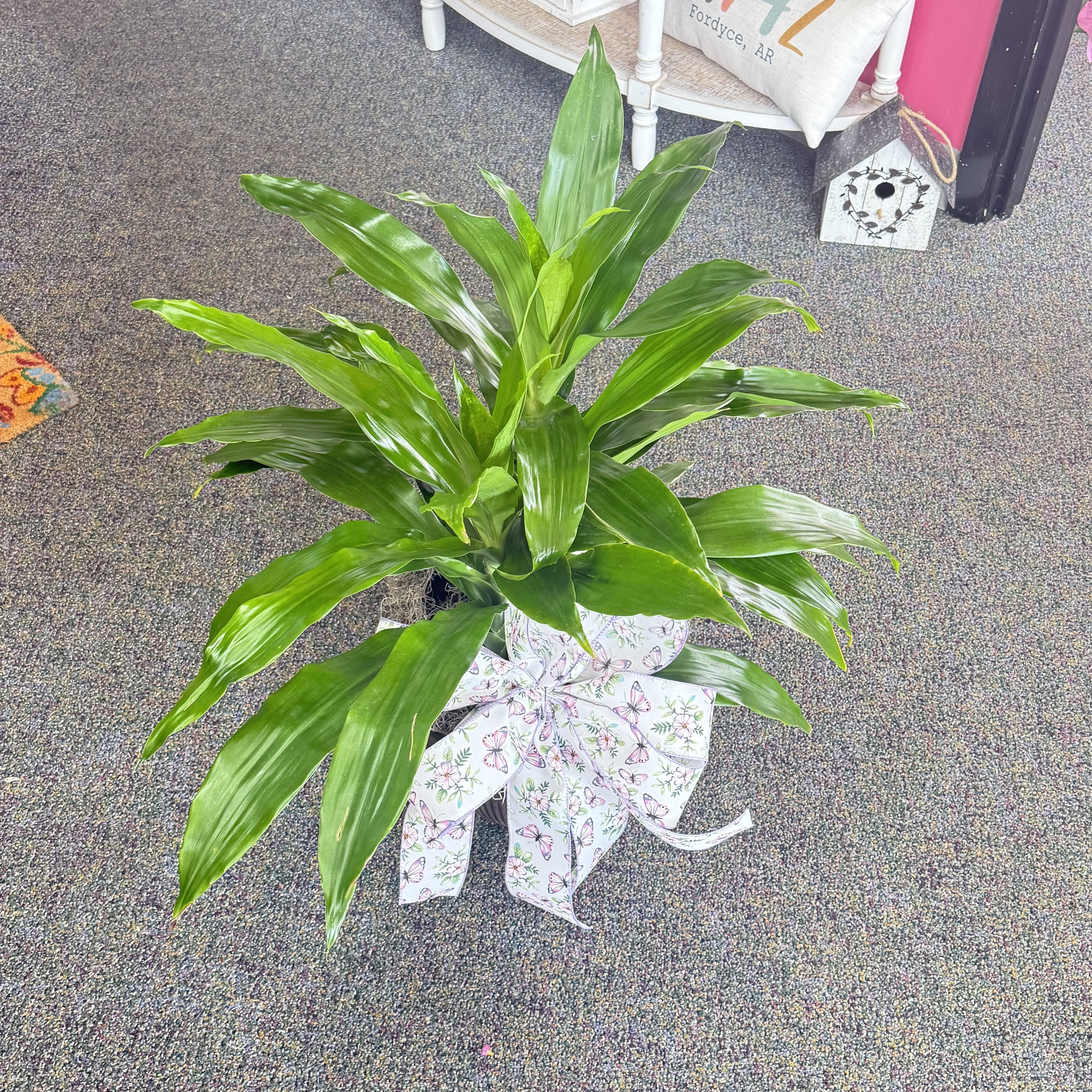Potted green plant with broad glossy leaves and a butterfly-patterned bow