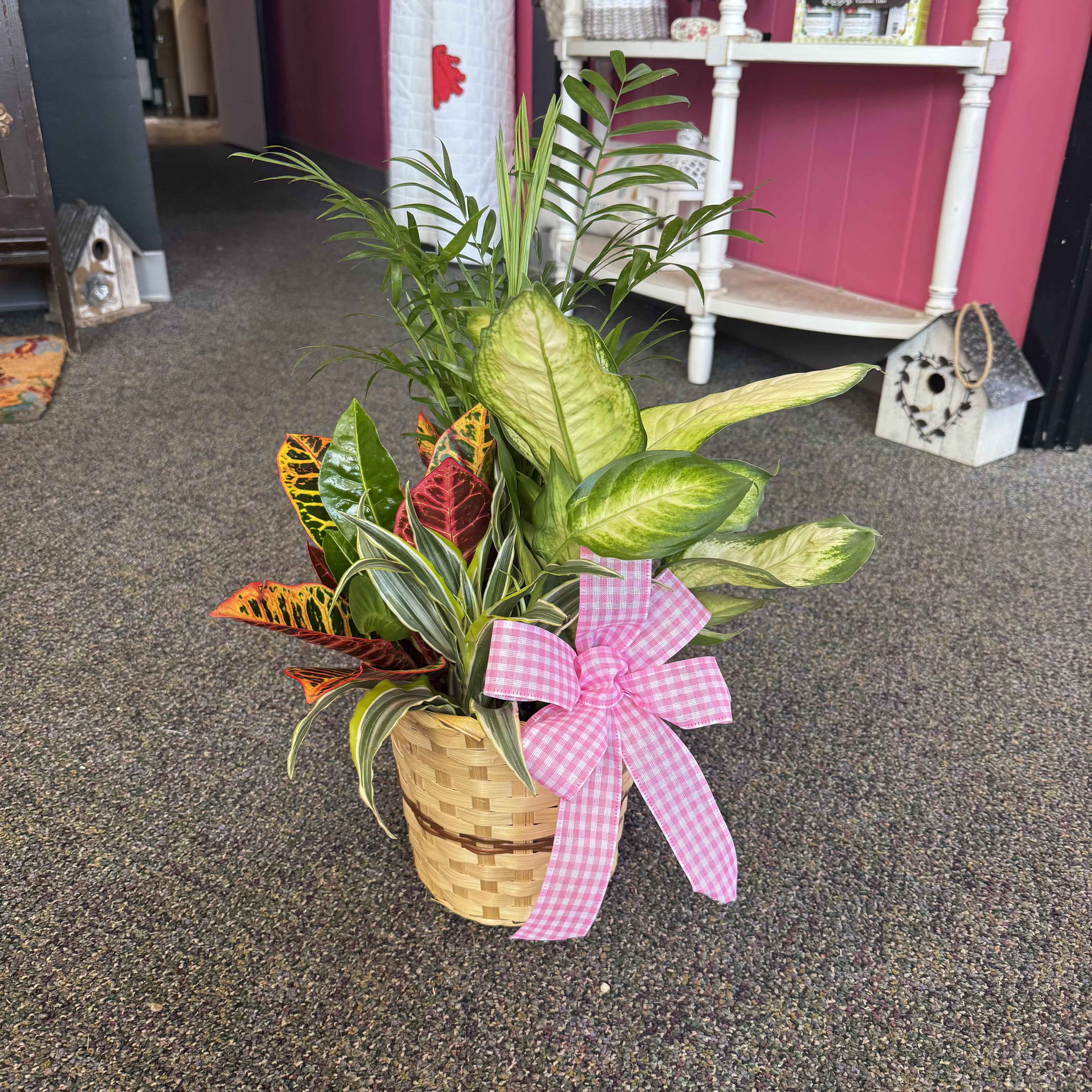 6" Combo -- Green Plant - A lively mixed houseplant garden arranged in a 6" woven basket-perfect as a cheerful plant arrangement for a birthday, housewarming, or a thoughtful "get well" or encouragement gift. The pink gingham ribbon bow gives this green plant combo a playful, gift-ready look so the person you're thinking of will feel noticed and cared for the moment it arrives.  This combo features several foliage varieties grouped closely for immediate impact: tall upright stems, broad mottled leaves, narrow striped foliage, and pops of red and orange variegation that brighten the overall green palette. The plants sit in a sturdy cylindrical woven basket that complements homey, casual décors and makes placement simple-no extra container needed.  Ideal for desks, entry tables, or windowsills, this easy-care plant garden offers long-lasting greenery that continues to give beyond the delivery day. Available in a 6" size; light, watering, and simple routine care will keep the foliage vibrant-perfect for someone who wants the beauty of plants without fuss.