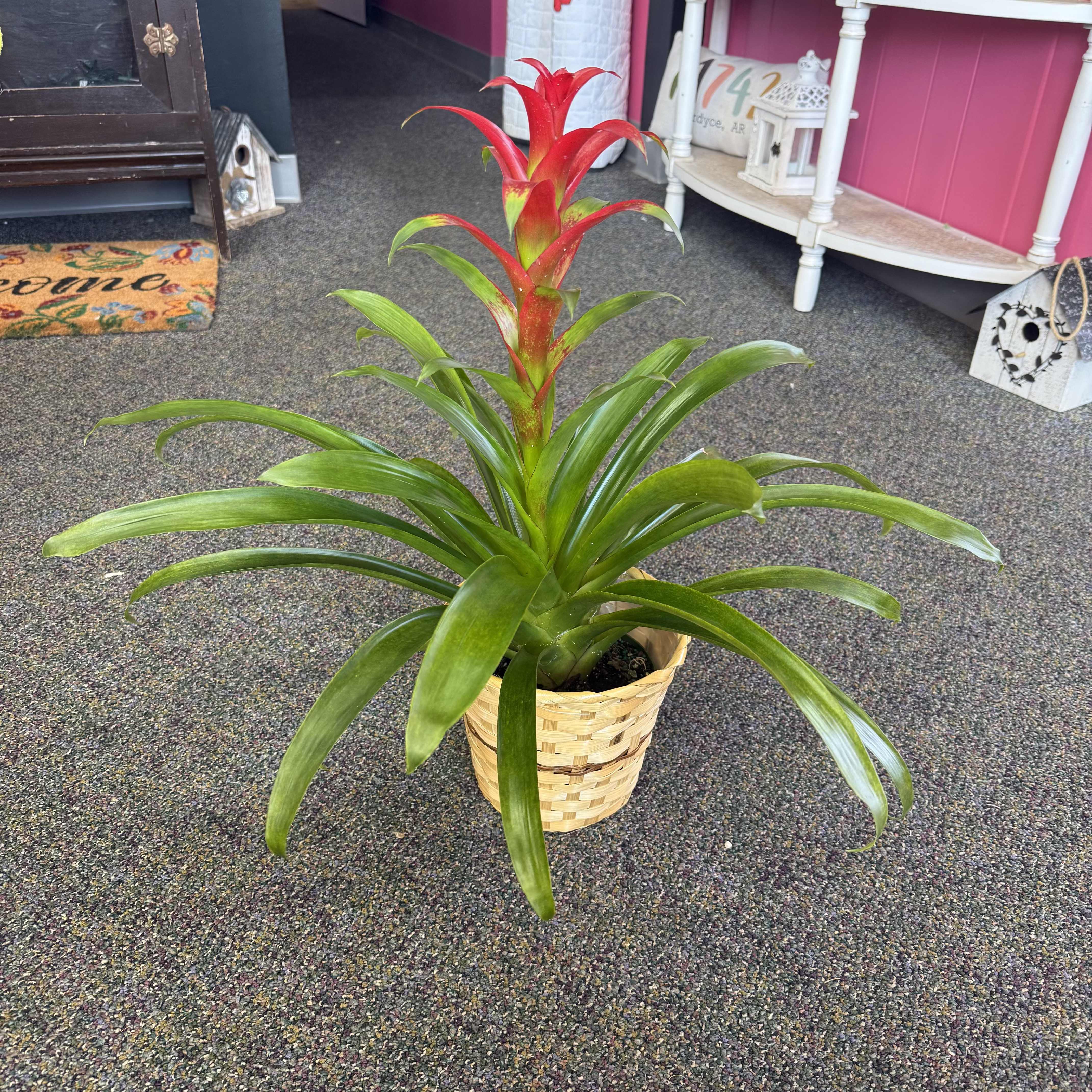 6" Red Bromeliad -- Green Plant - This 6” Red Bromeliad brings a bold pop of color with its vibrant red center and tropical foliage. A fun, easy-care plant that brightens any space.