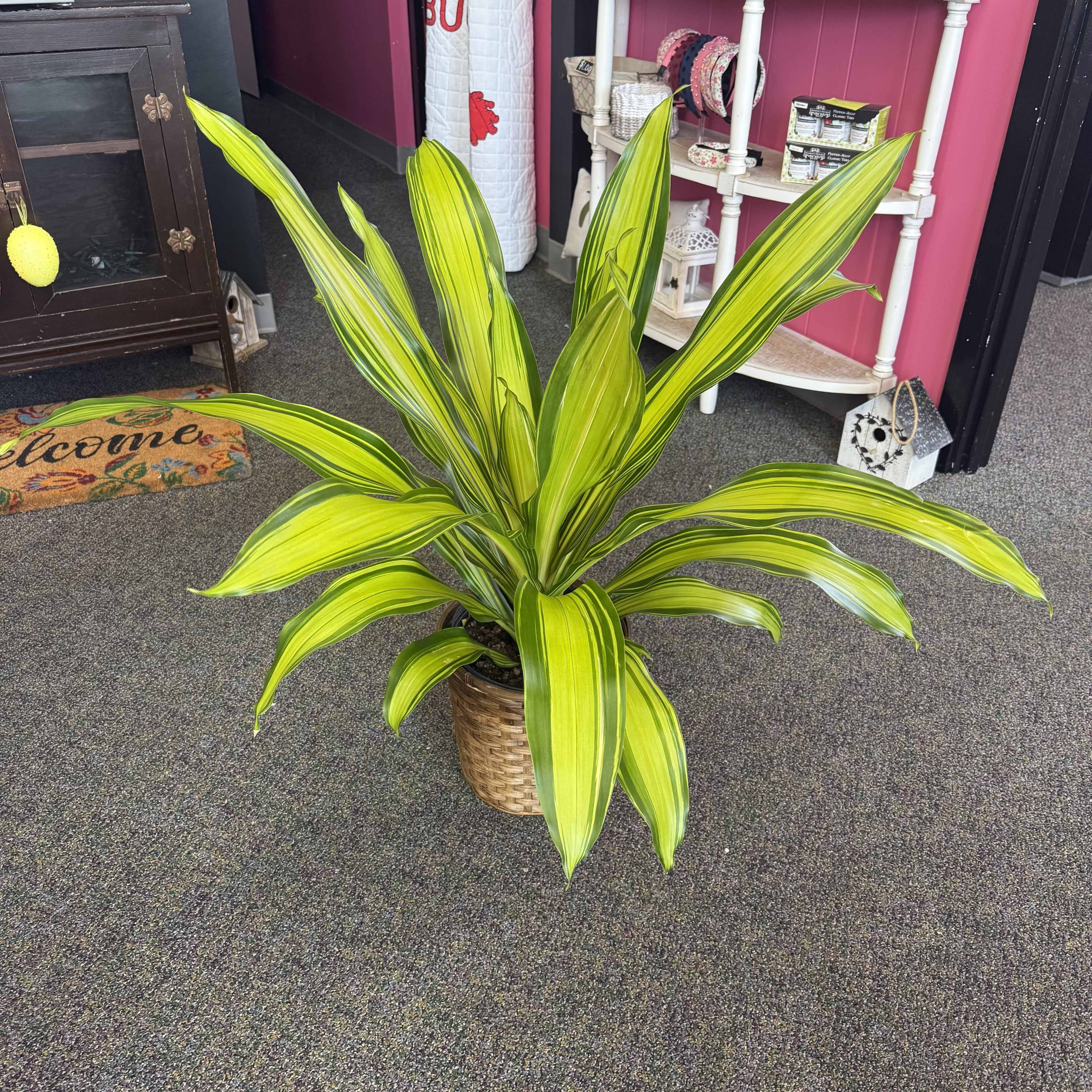8" Marley -- Green Plant - A bright, long-lasting green plant gift that brings fresh drama to a room - an 8" Marley green plant arrangement perfect for housewarming, thinking-of-you, or office décor. The variegated chartreuse and deep green leaves arch with lively movement, making this indoor plant a thoughtful alternative to cut flowers for occasions when you want a lasting, low-key gesture.  Set in a woven basket-style planter, the textured natural container complements the clean upright foliage and gives the piece a contemporary, organic feel. Compact at 8 inches, it fits on shelves, desks, or entry tables and requires minimal care - ideal for someone who wants a splash of color without fuss. Order as a simple celebration, sympathy, or everyday gift that will continue to brighten a space for months.