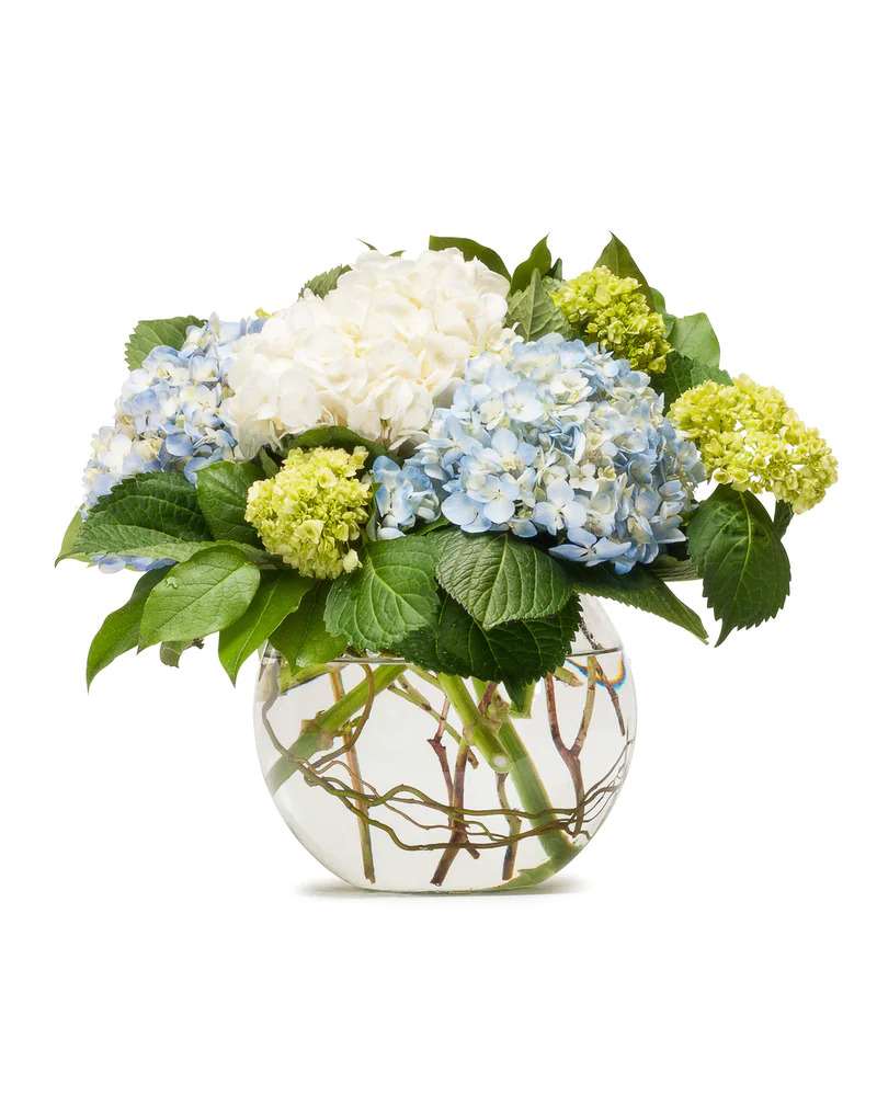 Blue and white hydrangeas in a round glass vase