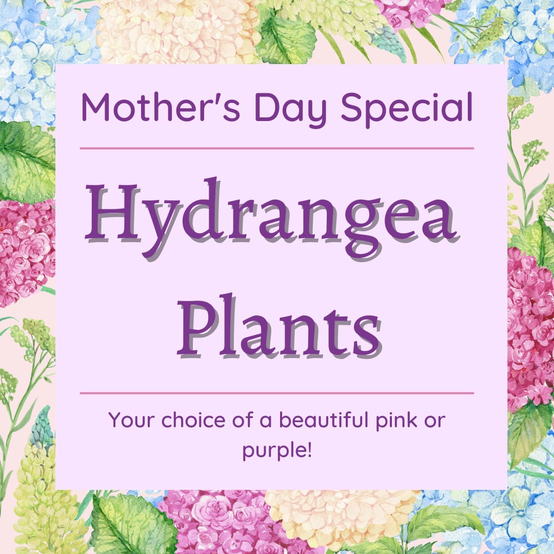 Mother's Day special sign for hydrangea plants in pink or purple