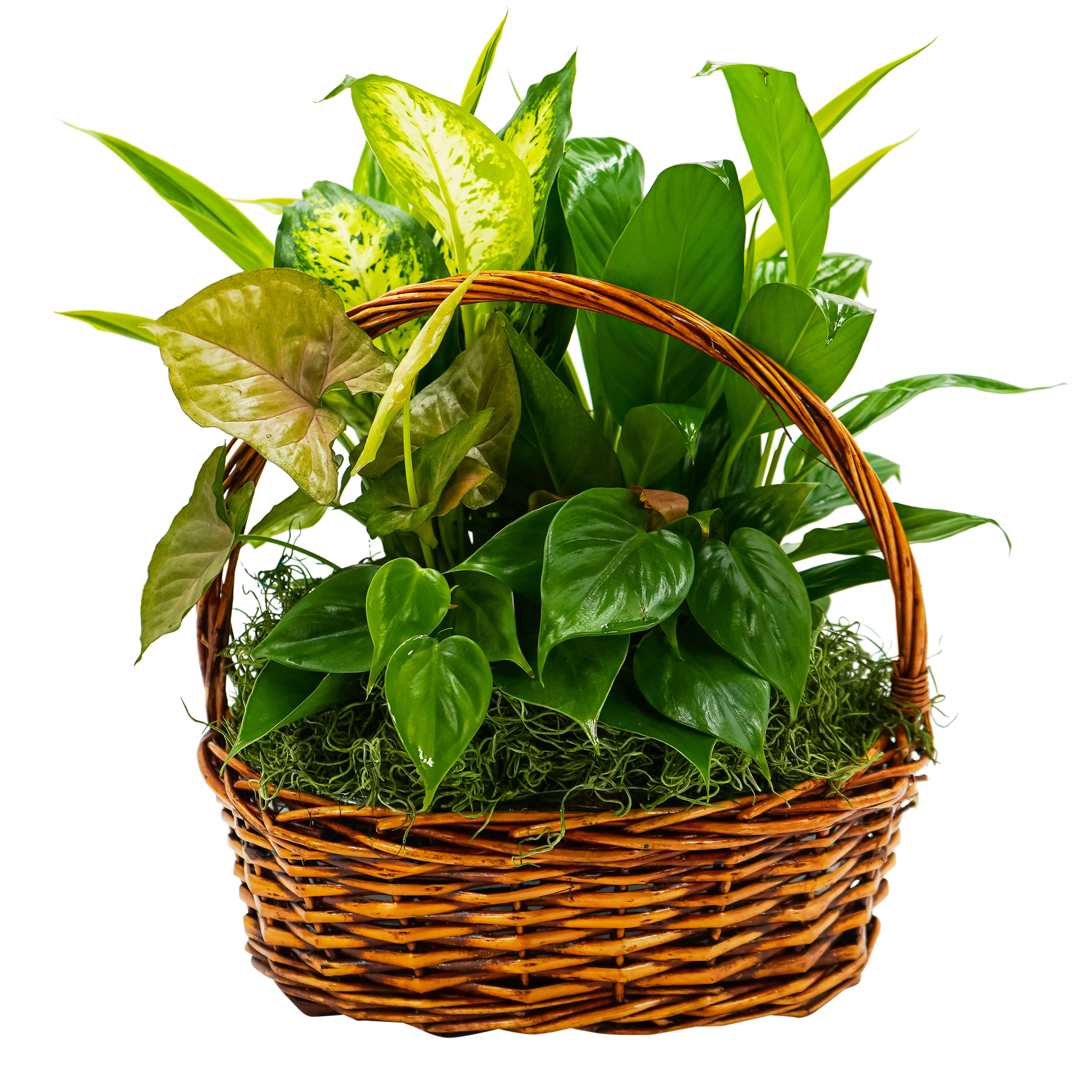 Mixed green houseplants arranged in a wicker basket