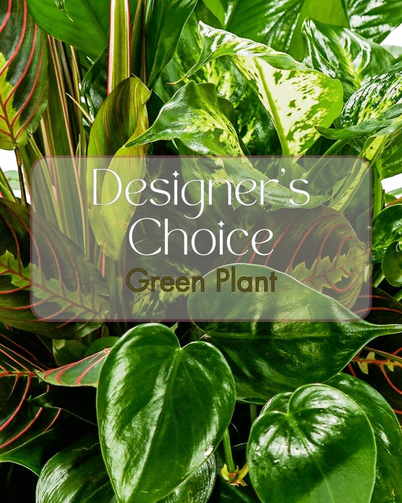 Green Plant Deal of the Day - Let our Designers pick the perfect, in season, green plant for your special occasion. 