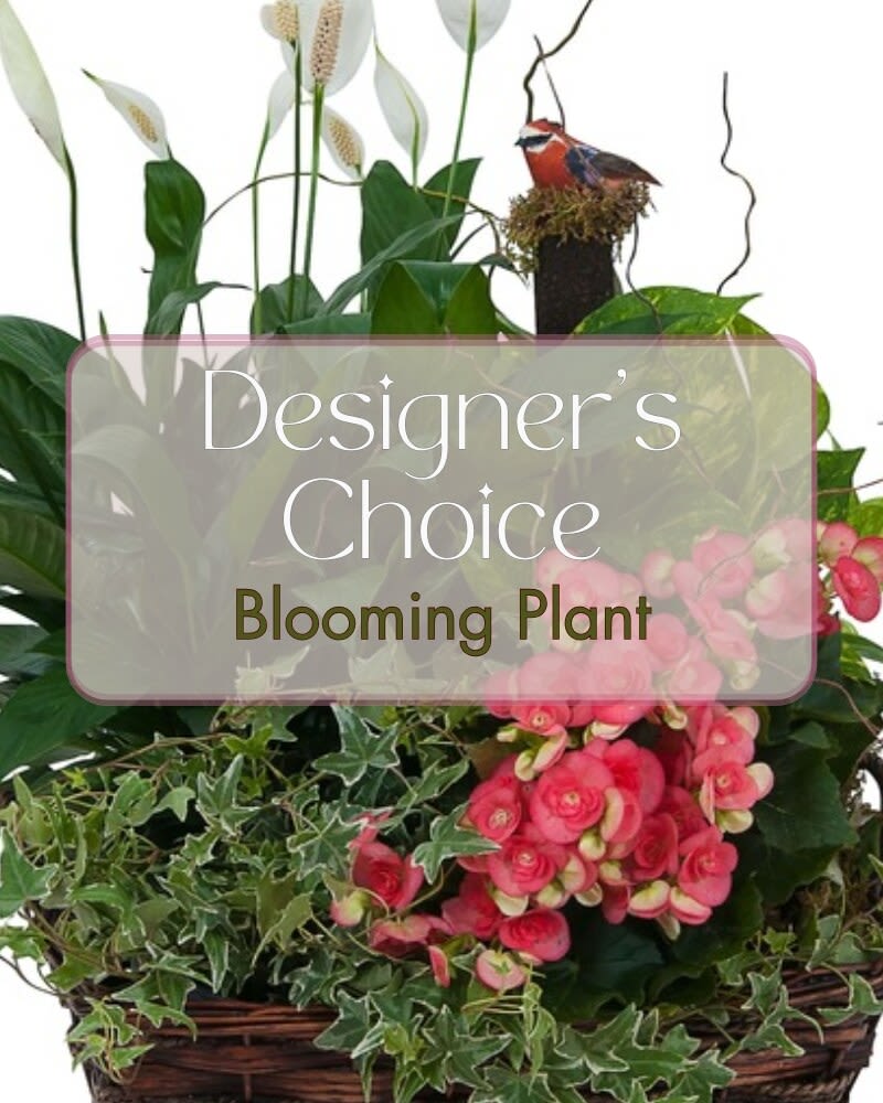 Blooming Plant Deal of the Day - Let our Designers pick the perfect, in season, plant for your special occasion. 