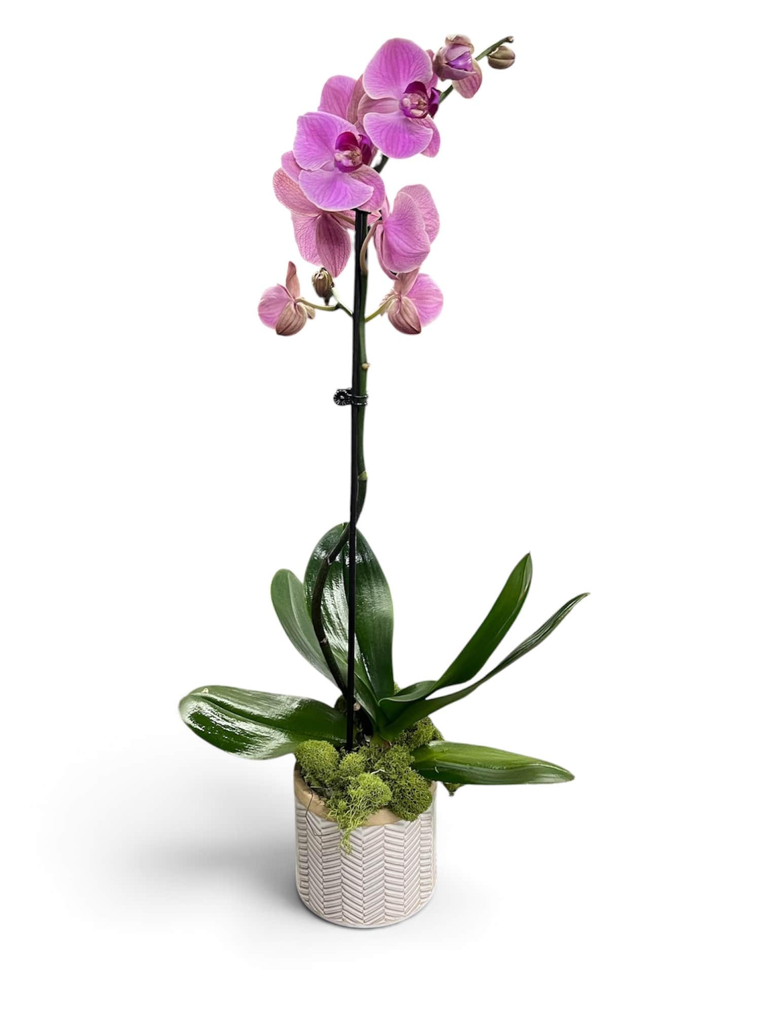 Pink orchid plant in a textured white pot