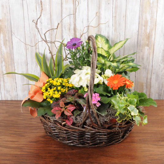 Wicker basket planter with orange and purple daisies, yellow blooms, and assorted plants with an orange ribbon