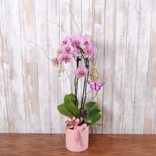 Stunning Orchid Planter - A tall Phalaenopsis orchid plant in soft pink makes an elegant statement for birthdays, thank-you gifts, or anytime you want to make someone feel truly cherished. This flower arrangement centers on a sculptural, vertical display of pink orchid blooms and broad glossy green leaves-perfect for a recipient who appreciates refined, long-lasting beauty.  The orchids are planted in a smooth pink ceramic pot and finished with a pink-and-white striped ribbon and a decorative butterfly pick for a feminine, gift-ready touch. Airy twisted branches and dark support stakes give the piece height and texture, while the clean pot keeps the look polished and modern. The combination of pink, green, and white creates a fresh, uplifting palette that complements home or office spaces.  Designed to be enjoyed over weeks, this orchid planter is a thoughtful choice for someone who prefers living blooms to cut flowers; place it in bright, indirect light and water sparingly to keep the roots healthy. Its vertical profile fits well on desks, entry tables, or as a centerpiece when you want the recipient to feel celebrated and seen.