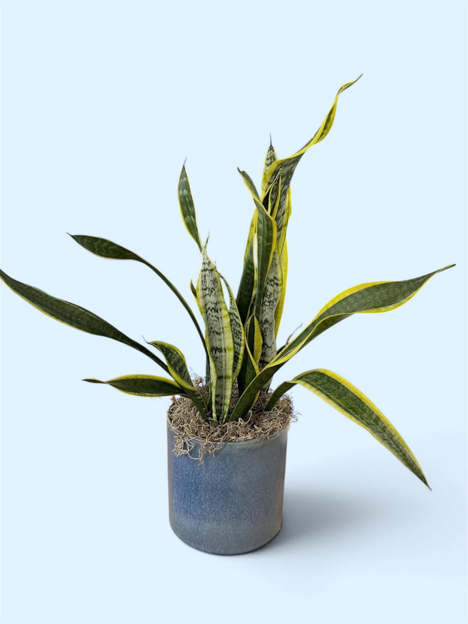 Potted snake plant with long variegated leaves in a gray container