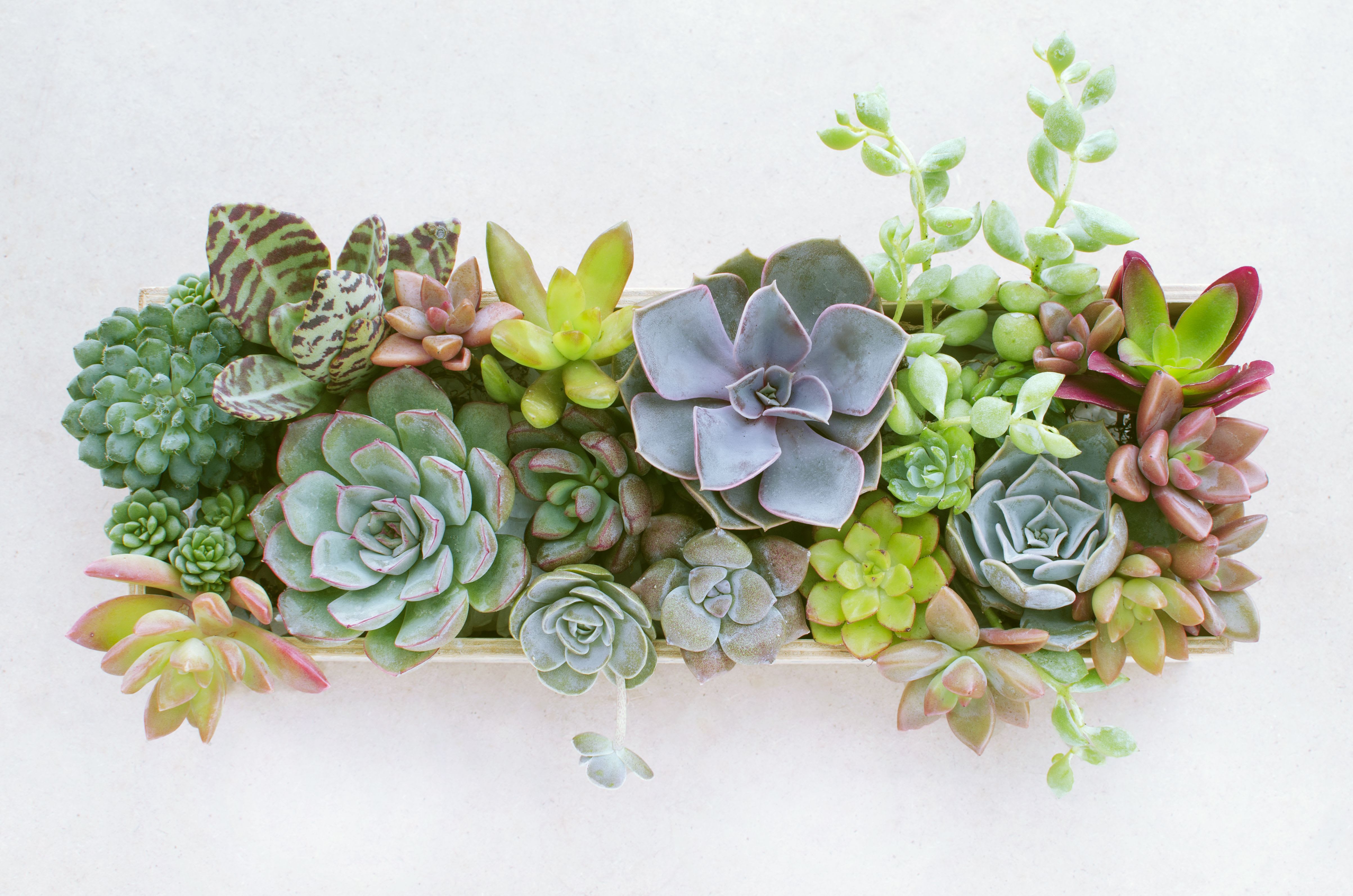 Rectangular succulent arrangement with rosette plants in a shallow planter