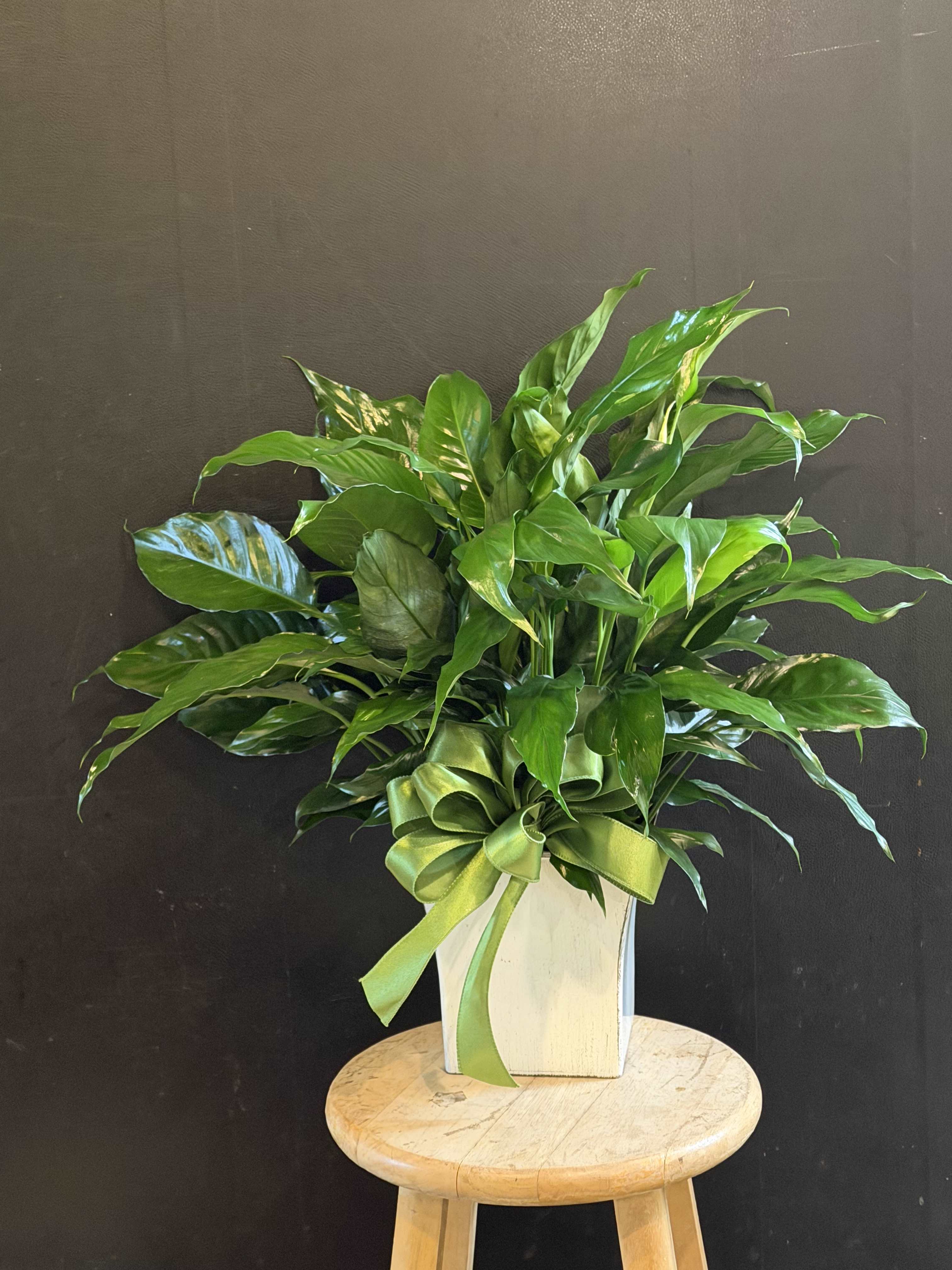 Lush green potted plant in a white container with a green ribbon bow