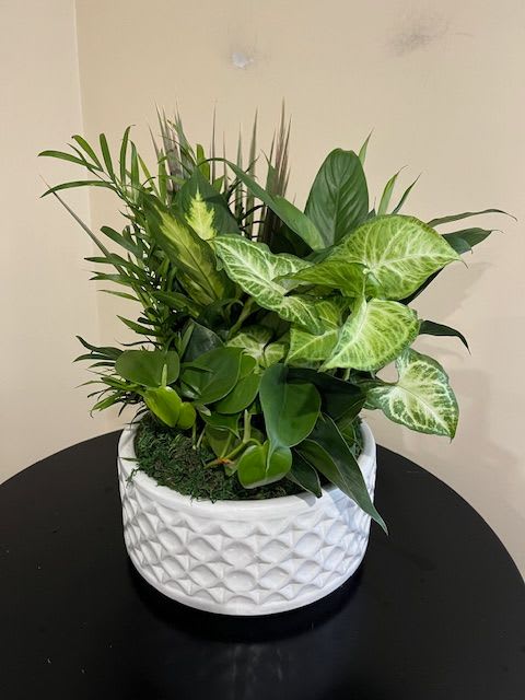 Green houseplant arrangement in a white textured pot