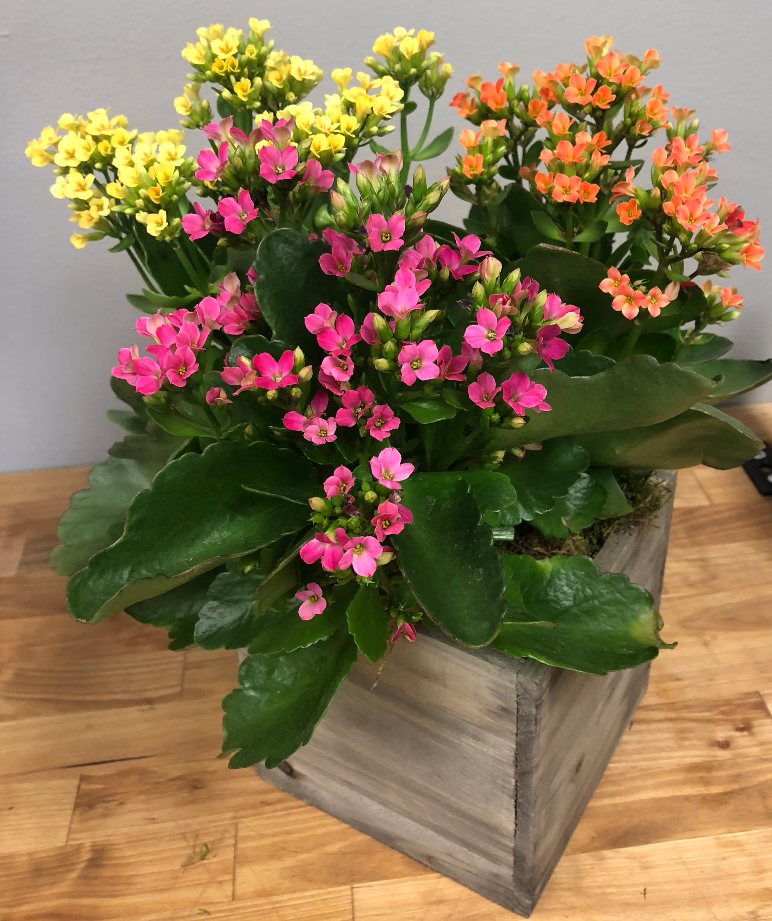 Potted kalanchoe plant with pink, yellow, and orange blooms in a wooden box