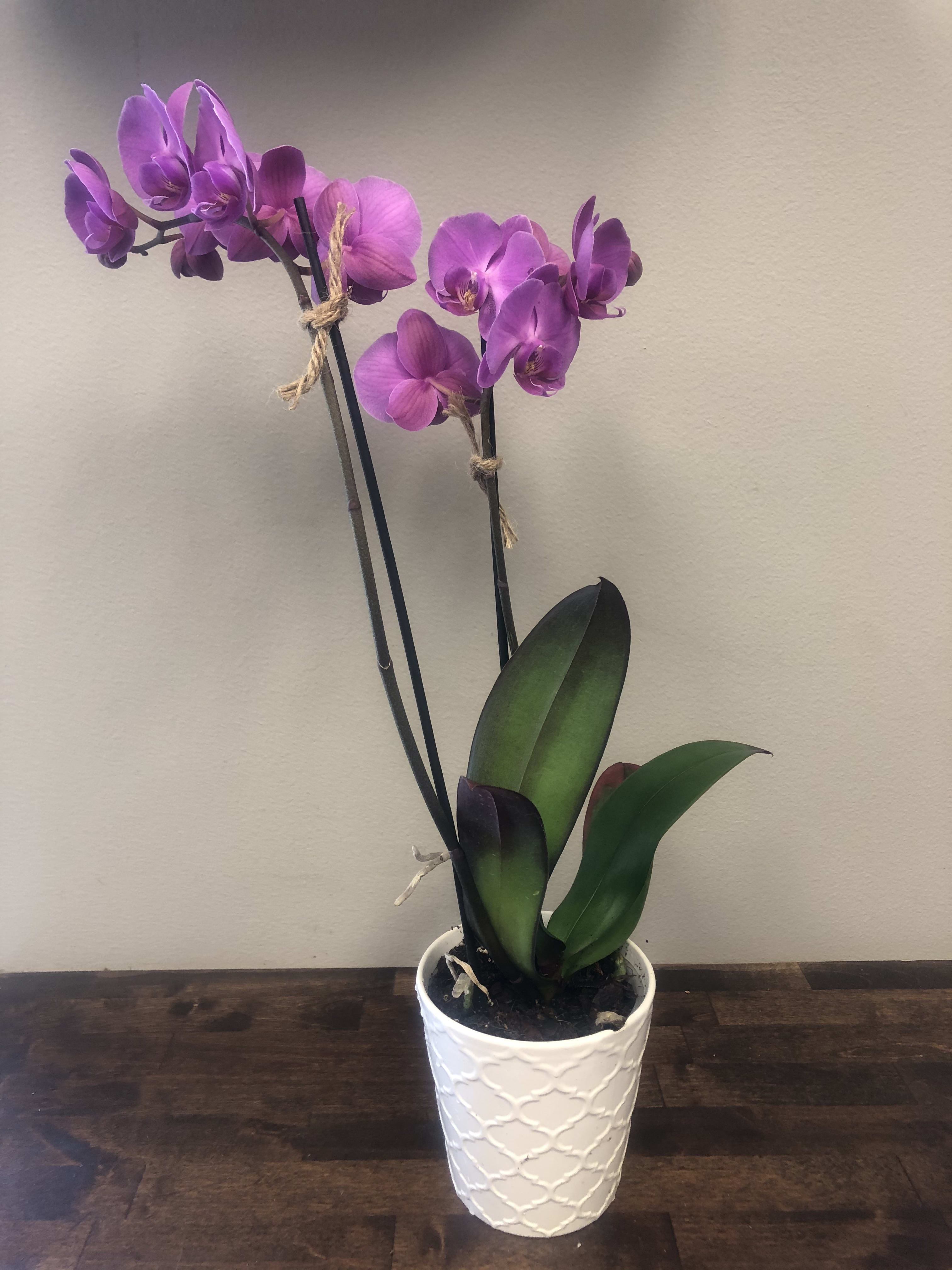 Modern Pink Orchid - A double spiked orchid plant- in a modern ceramic pot.  pink shades may vary