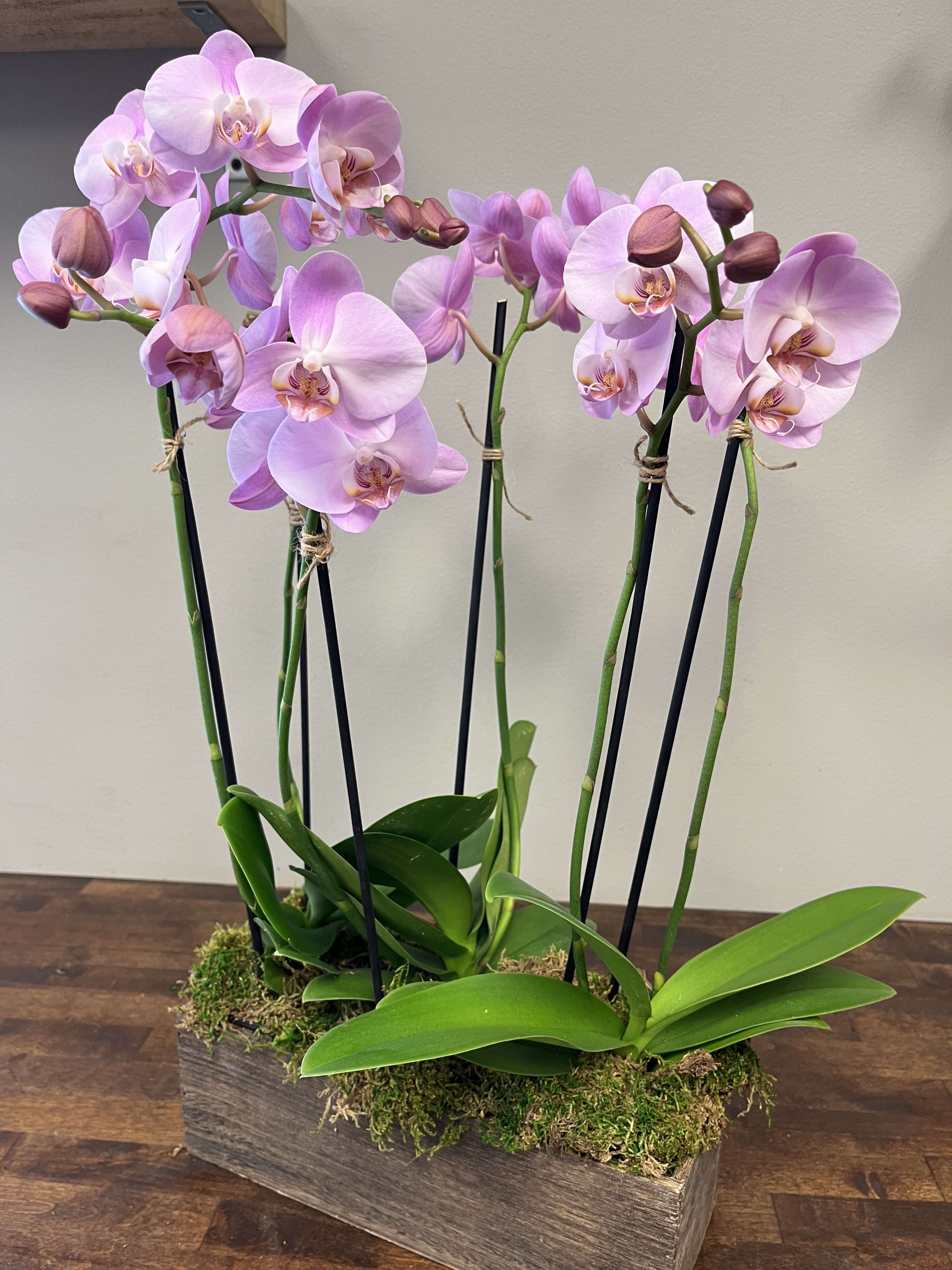 Orchids of Hope  - A stunning collection of orchids, in a complimenting color array.  The standard option features a minimum of 3 plants (3-6 spikes).   Based on availability and occasion- orchids of the same color are chosen.  Our selection changes frequently- feel free to let us know preferences in the "notes to florist" section of the order form.  